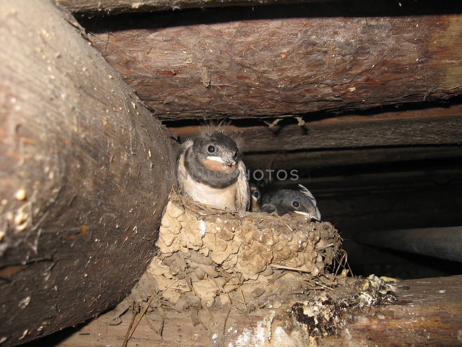 nest of swallow with parent and nestlings