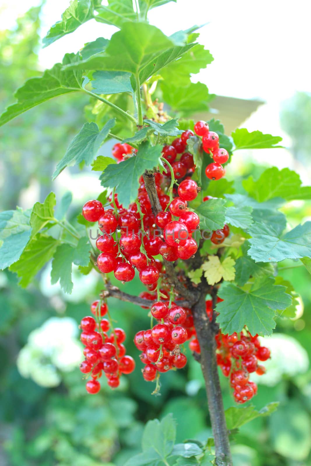 Berry of a red currant on the bush by alexmak
