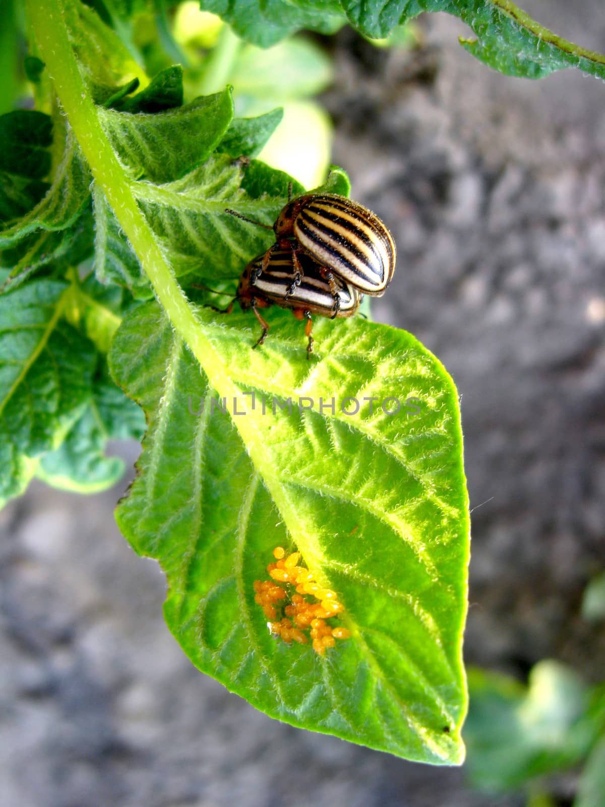larvas of colorado beetles sitting on potato by alexmak