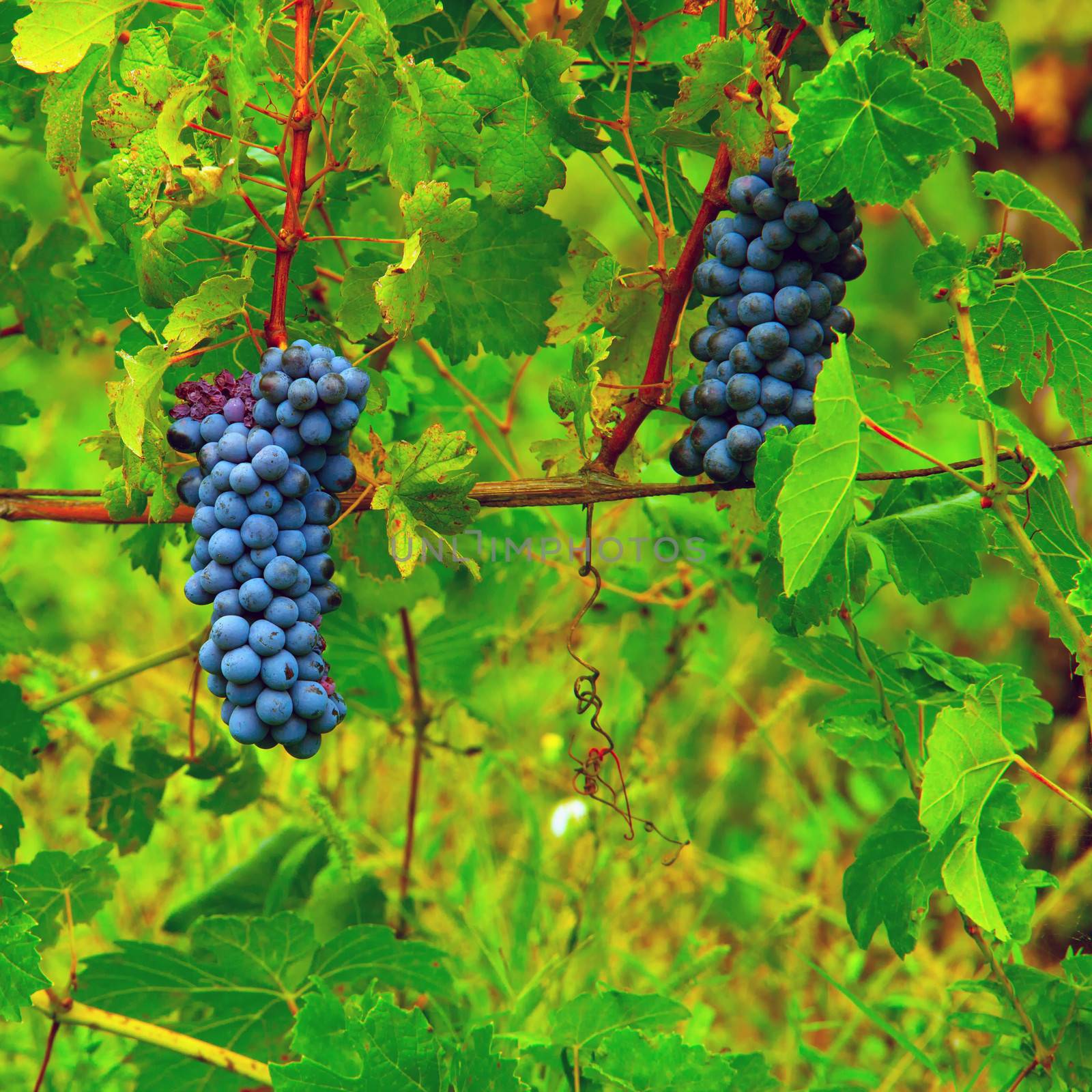 Black grapes pending from a green vine