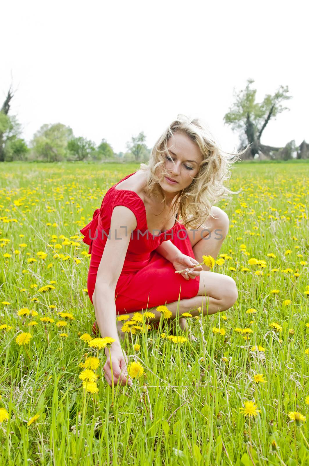 beautiful young woman picking dandelions