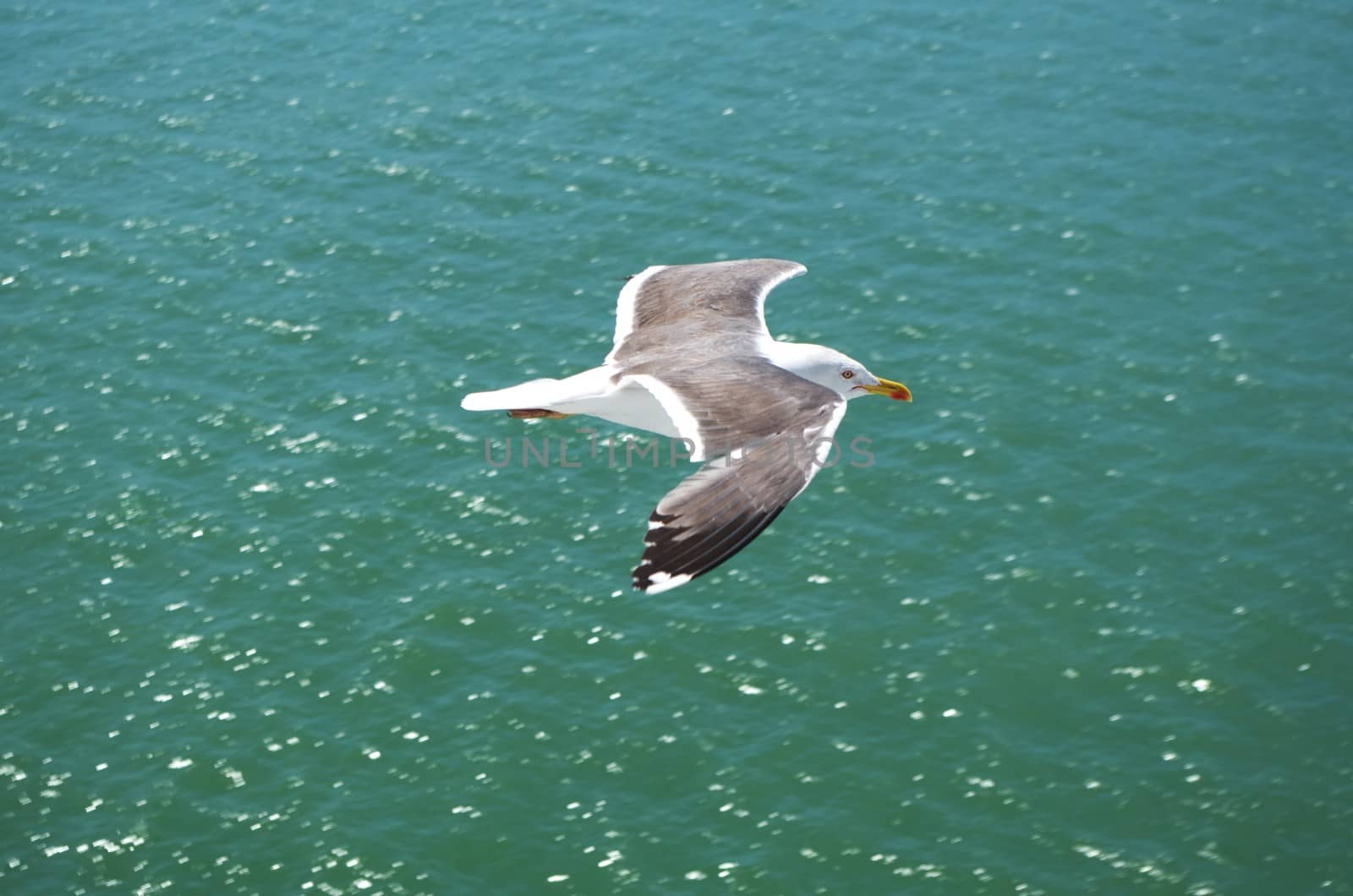 Herring gull floats on the breeze