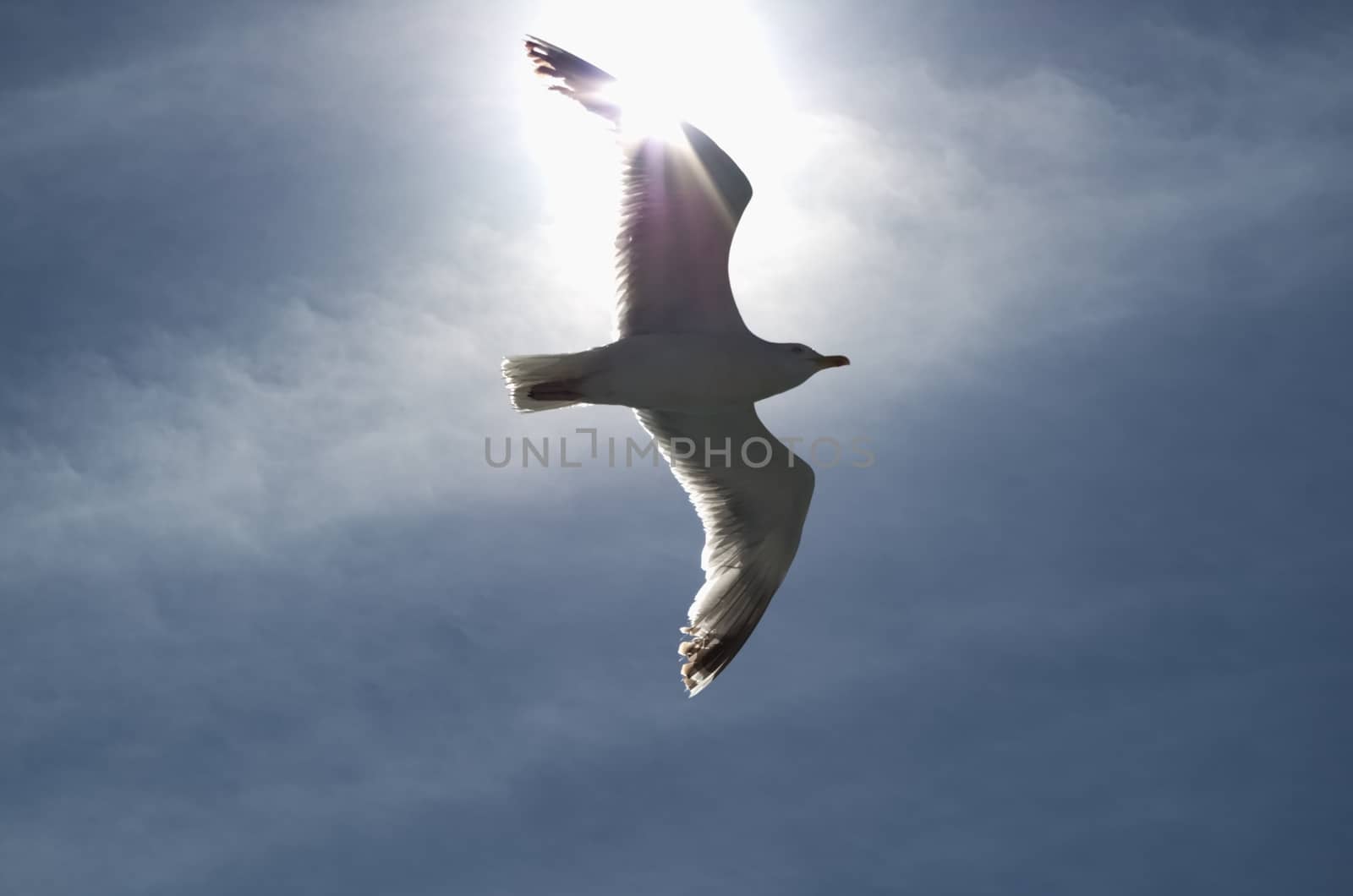 Herring gull floats on the breeze