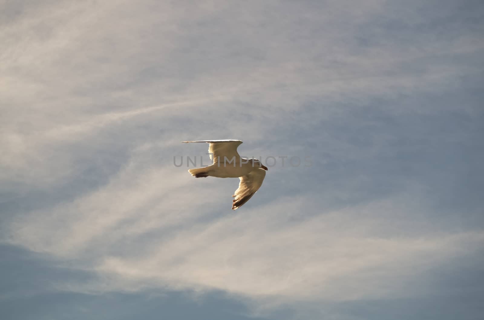 Herring gull soars into the sky