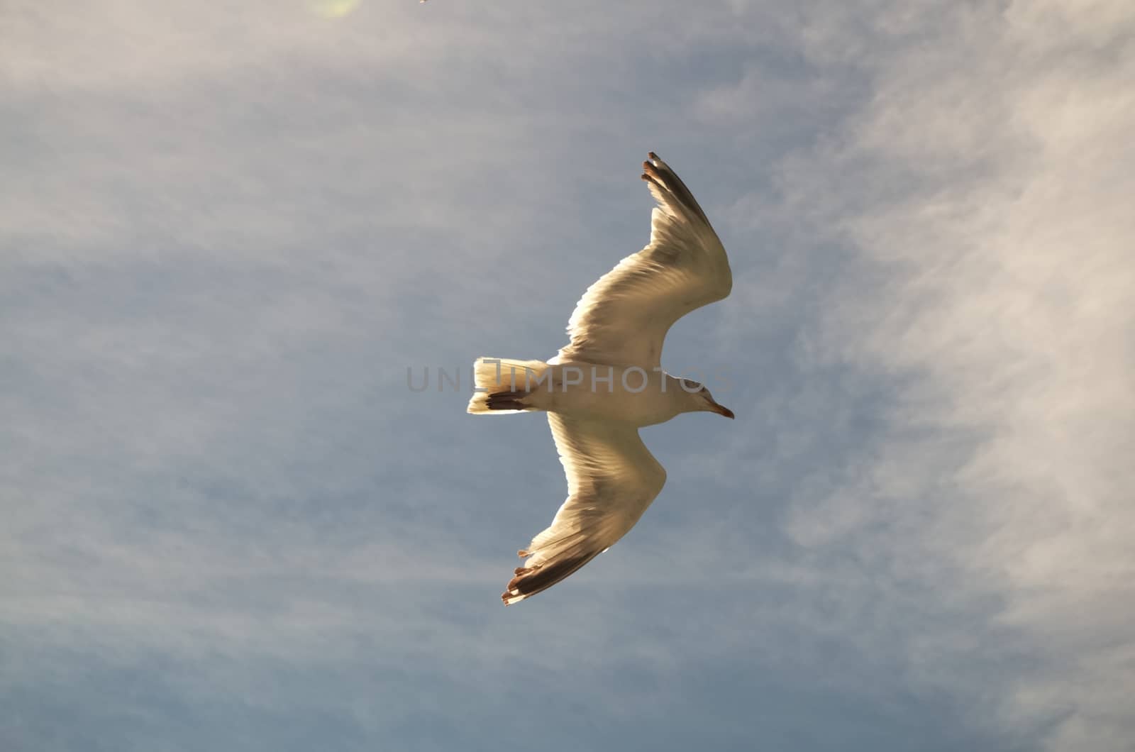 Herring gull floats on the breeze