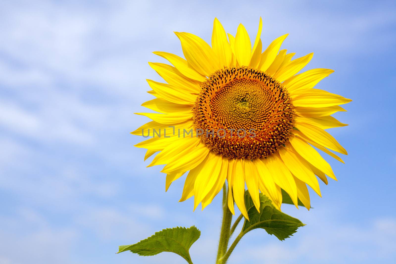 Sunflower on a background of blue sky.