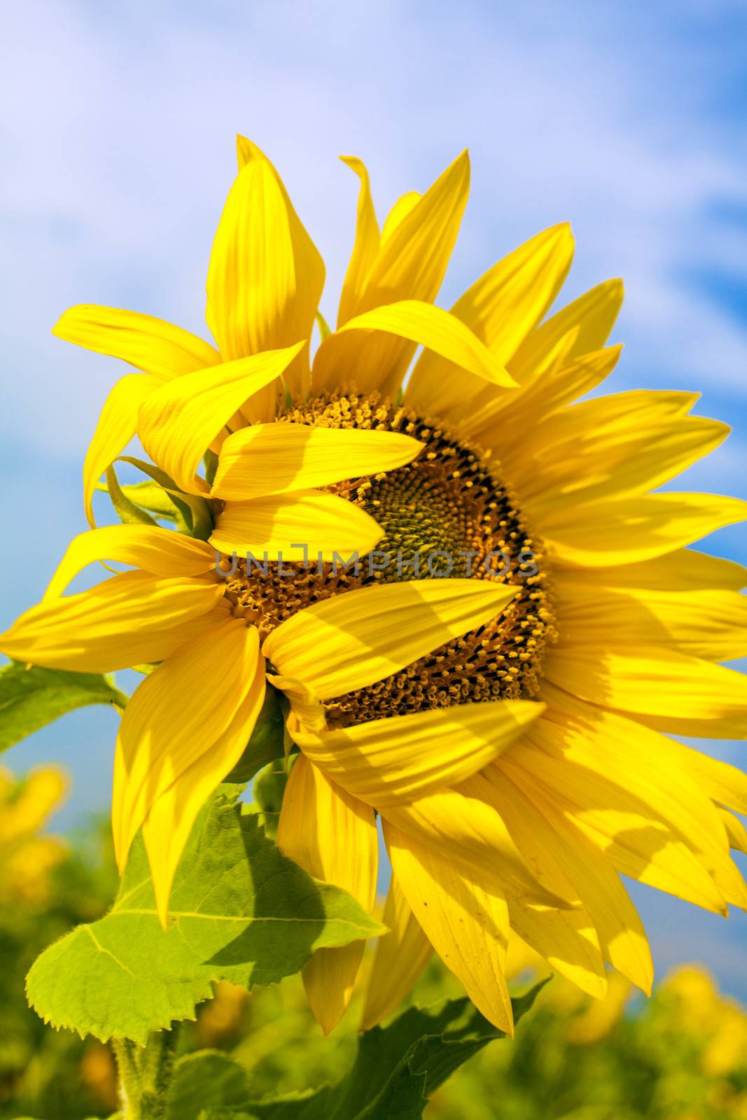 Sunflower by anelina