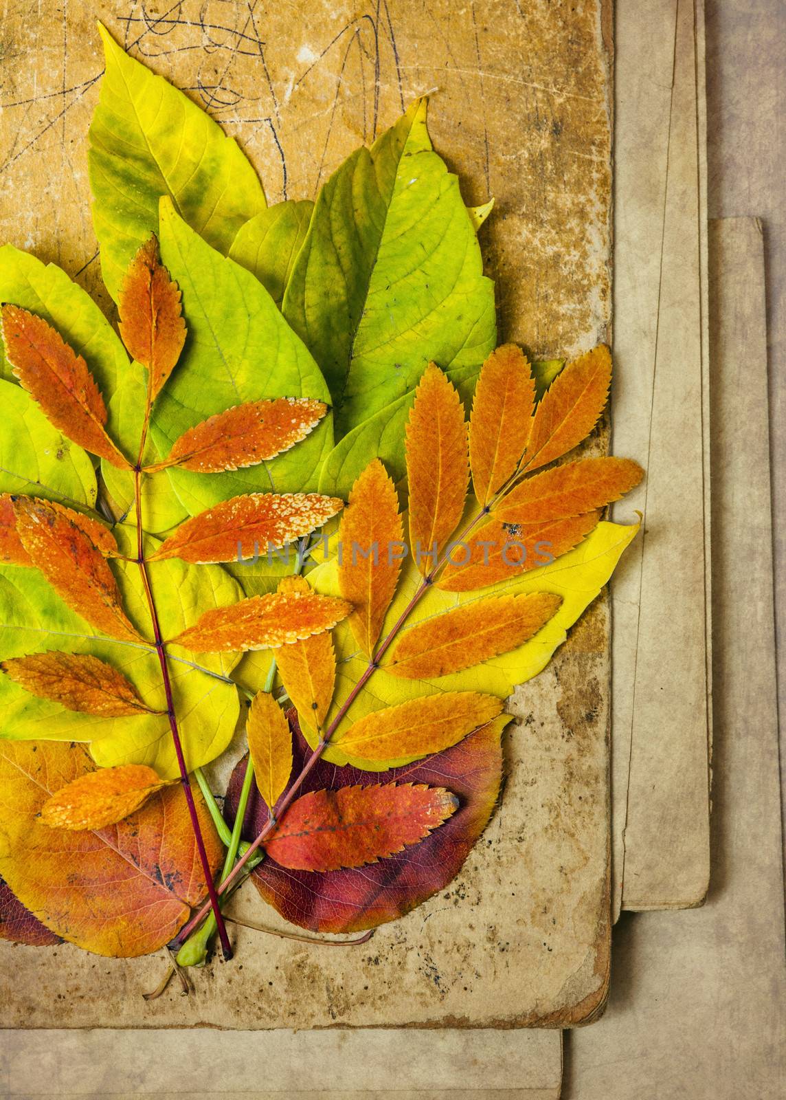 autumn leaves on a wooden surface