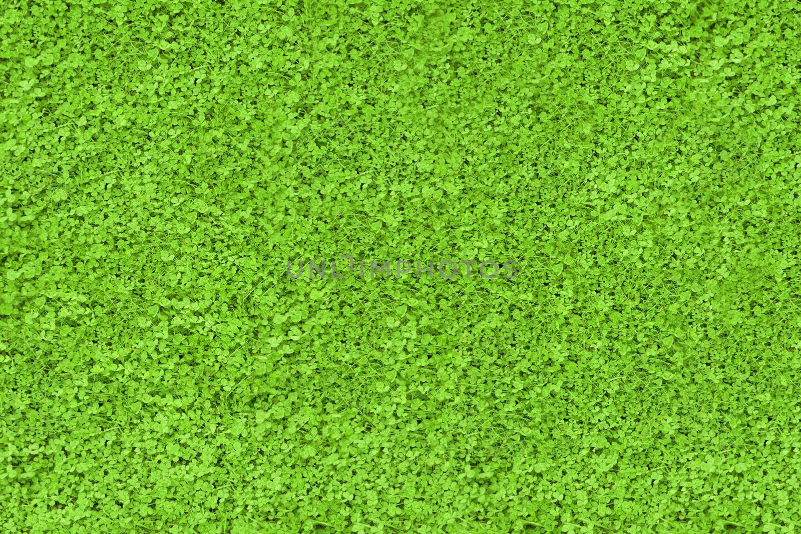 Green nature texture background copy space