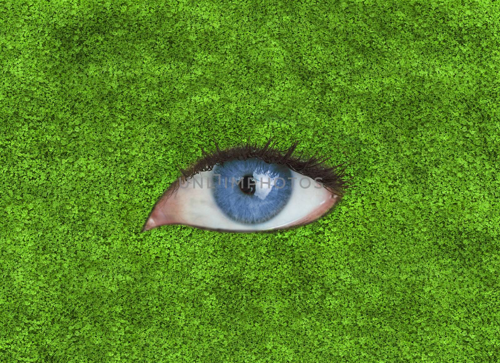 Blue eye in the middle of grass texture