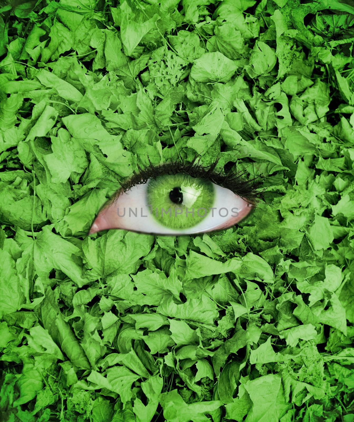 Green eye in the middle of green leaves