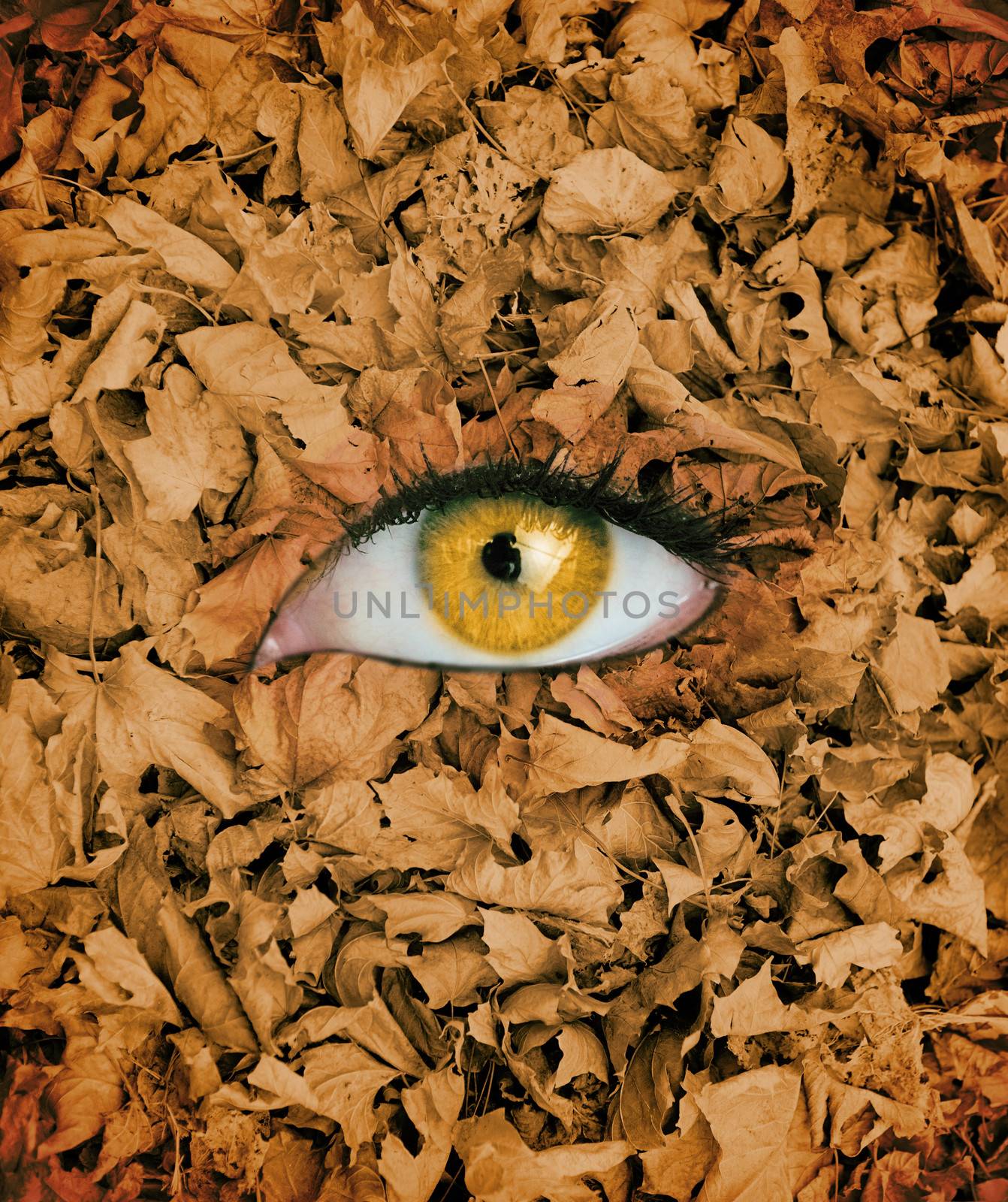 Yellow eye in the middle of leaves by Wavebreakmedia
