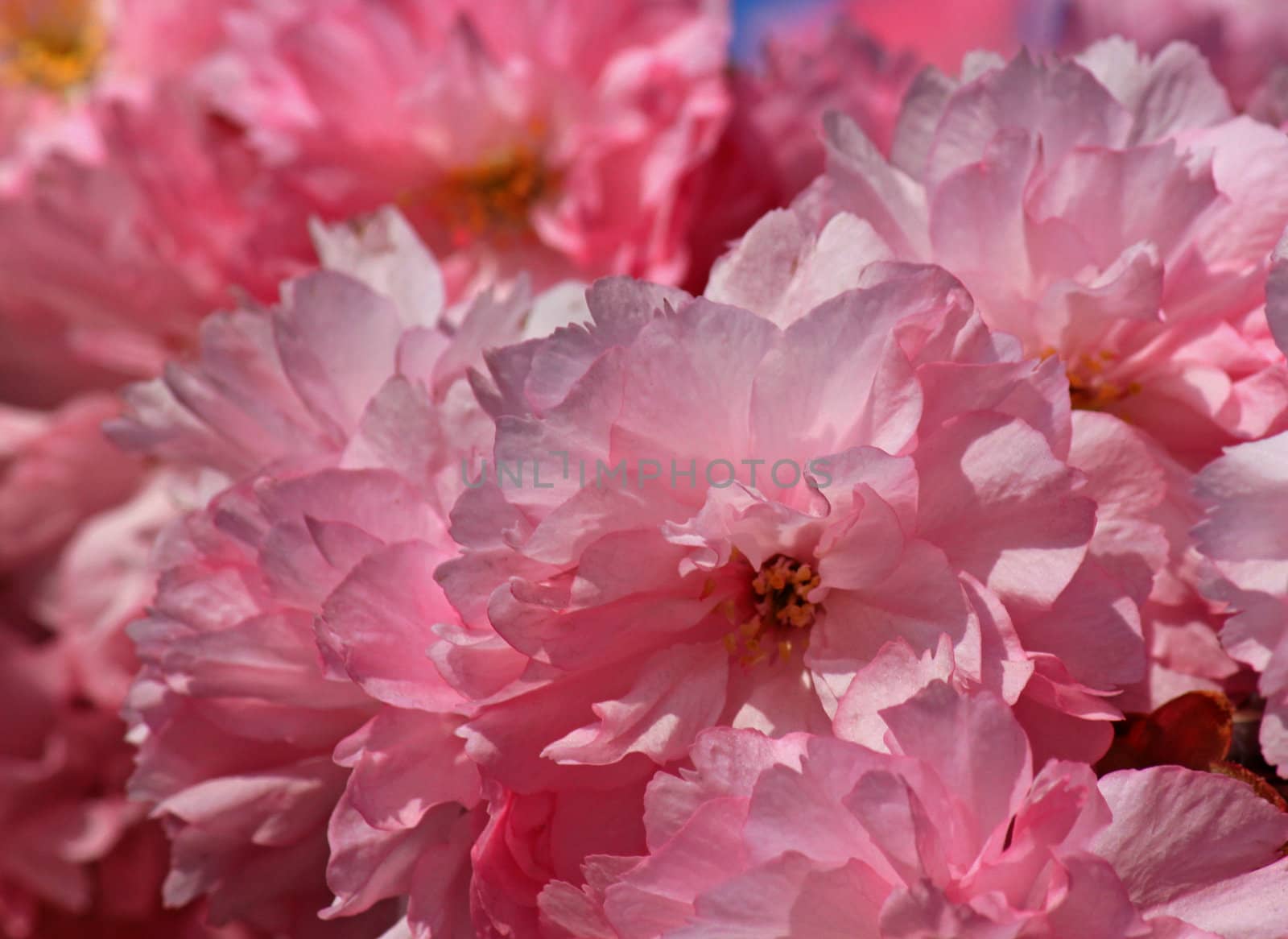 close up of pink japanese cherry tree blossom