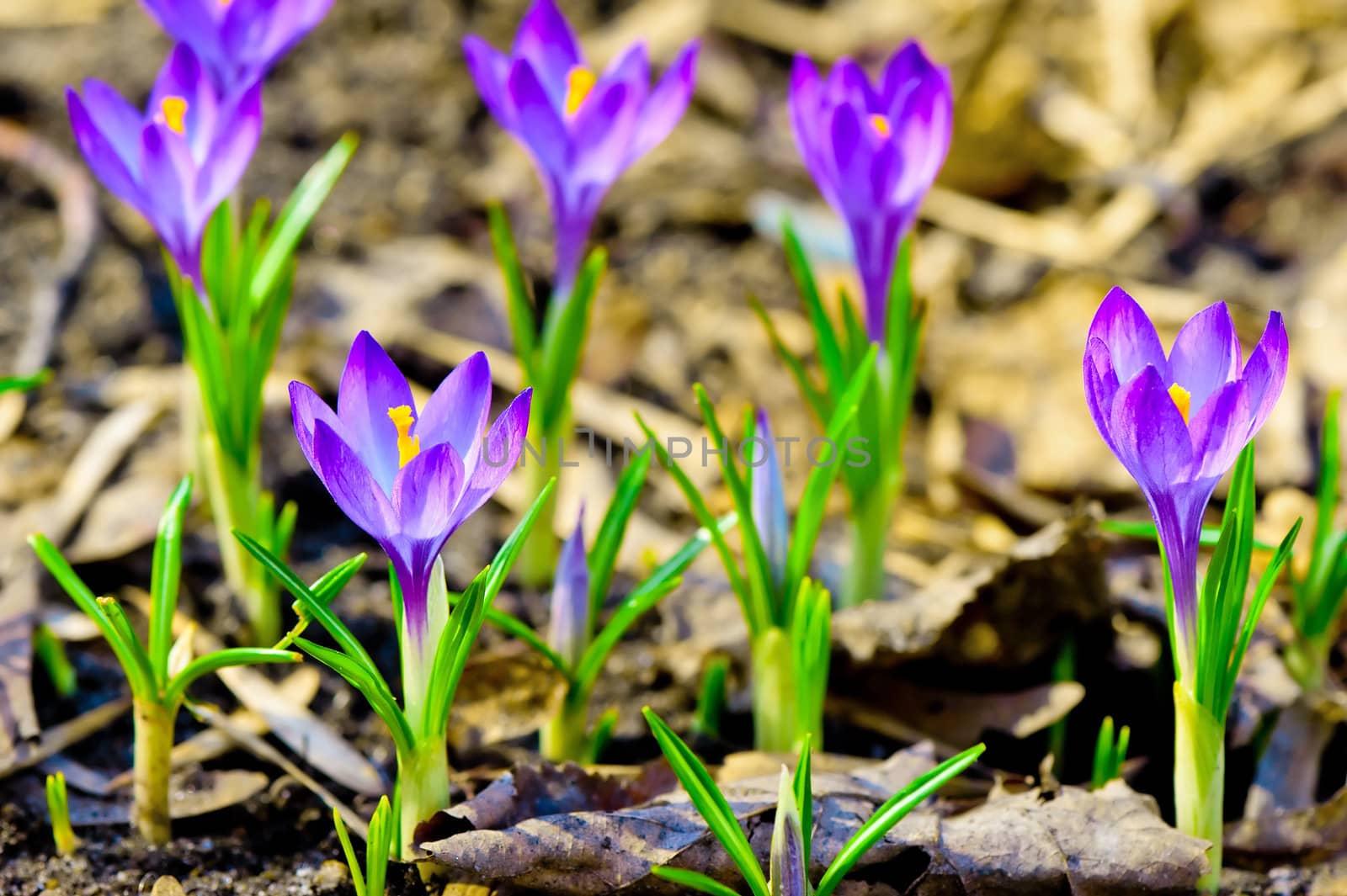 Closeup of a group of purple crocuses. by kosmsos111