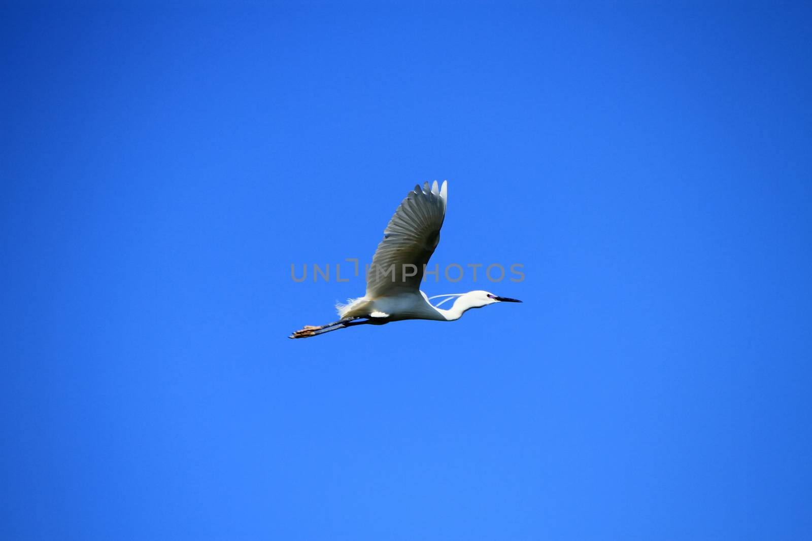 Beautiful white egret bird flying in deep blue sky