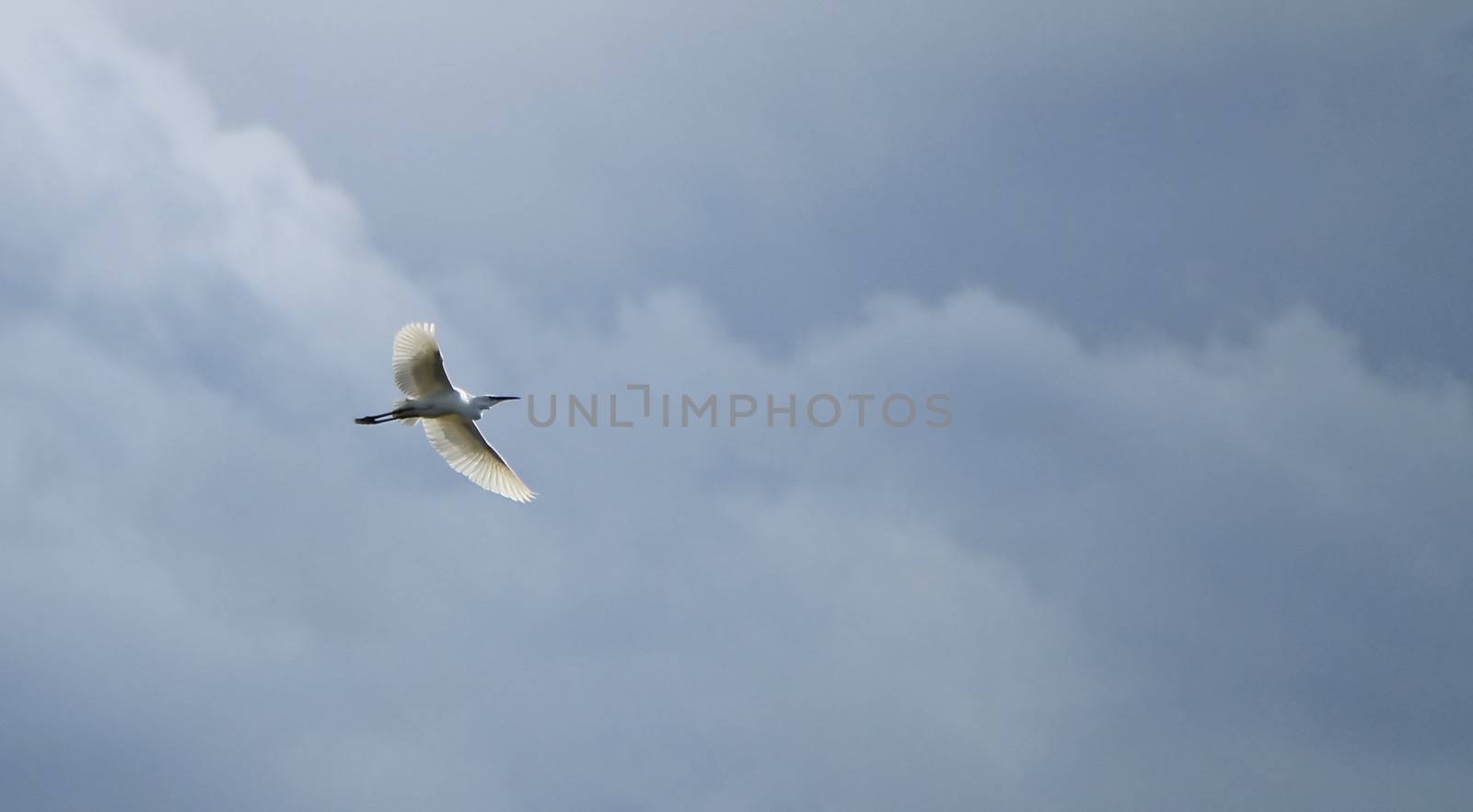 Beautiful white egret bird flying in cloudy sky