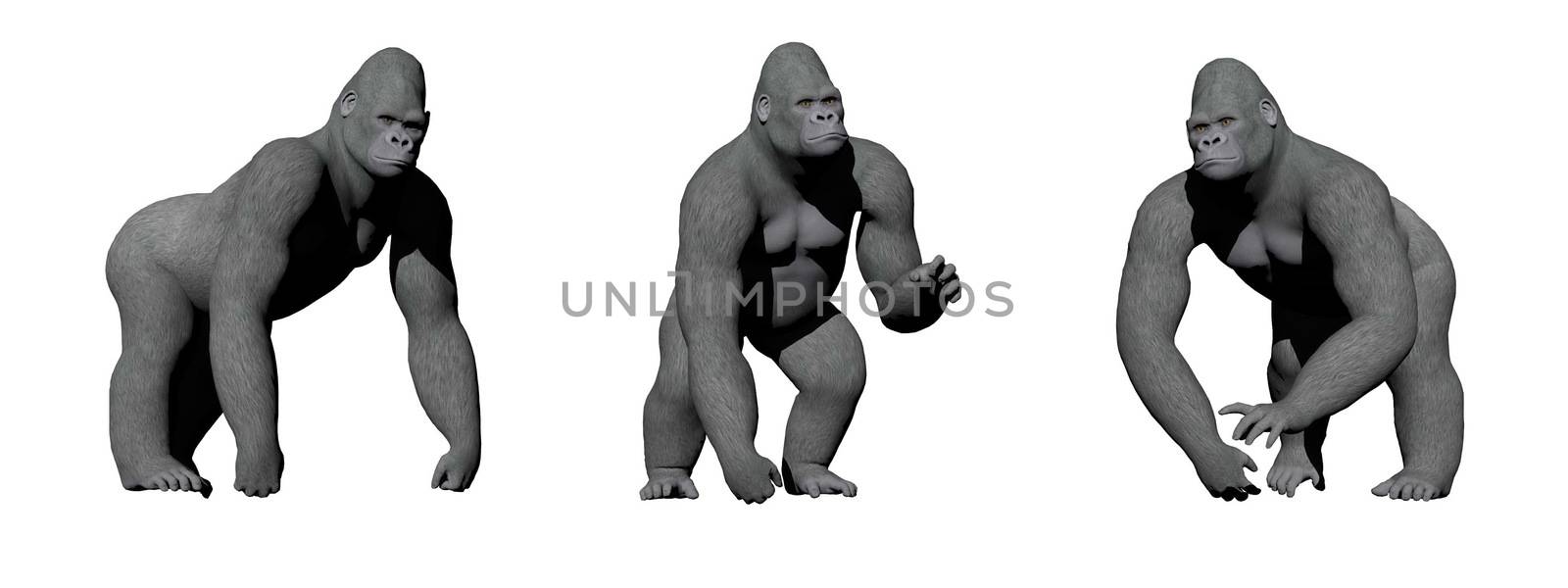 Gorillas with hand on the ground in four different positions in white background