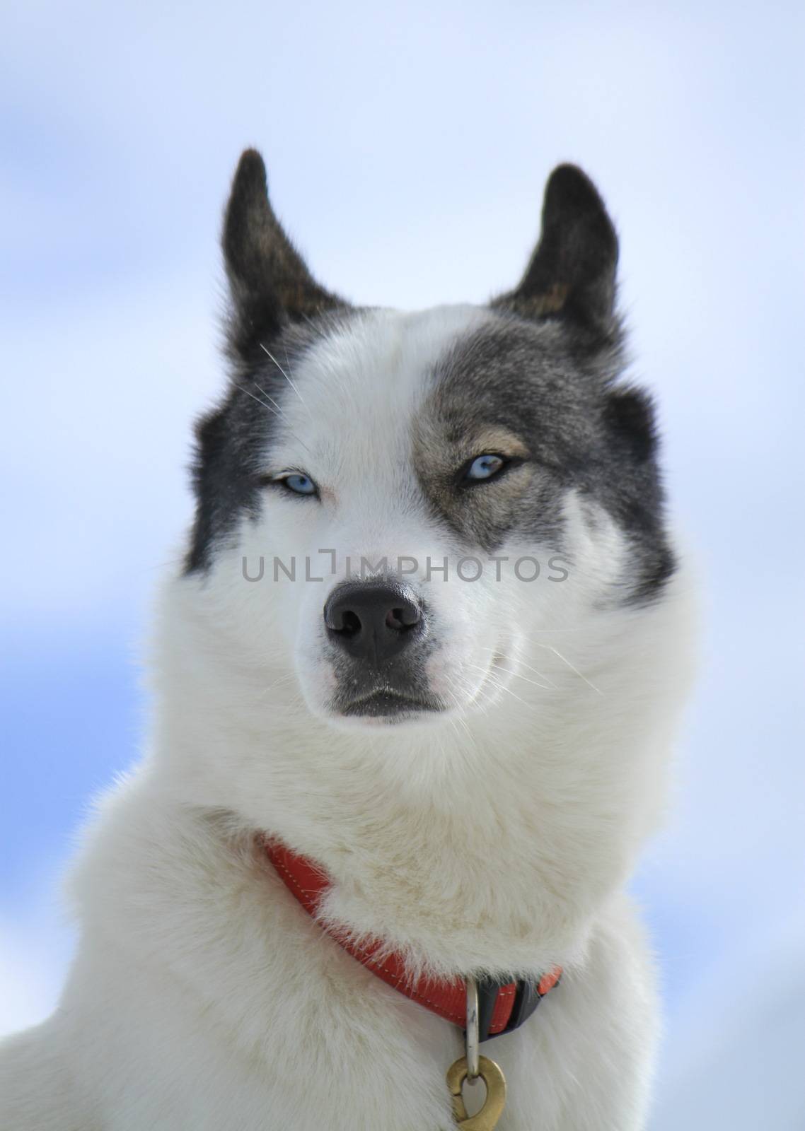 Siberian husky dog wearing red necklace portrait and cloudy sky background