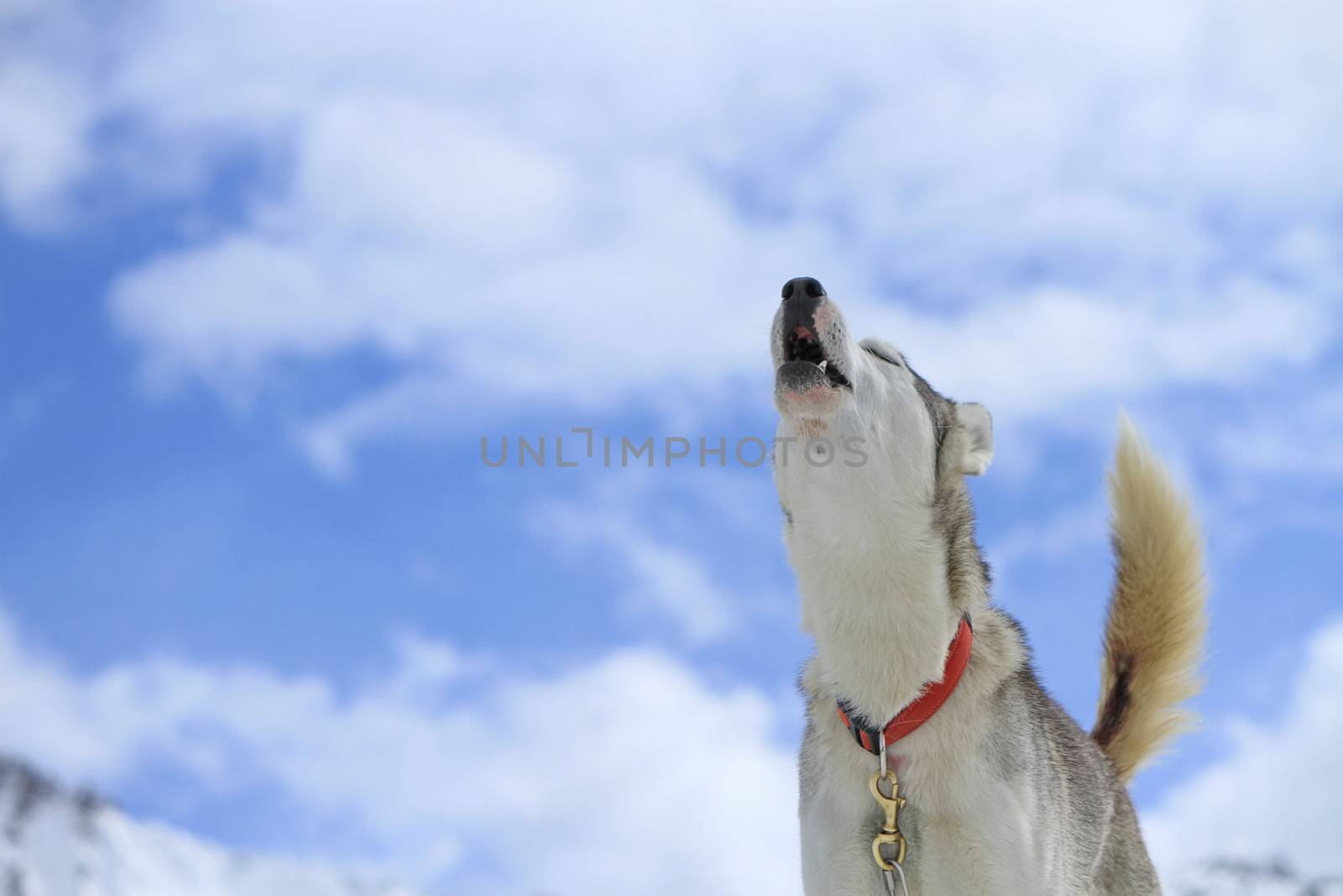 Siberian husky dog wearing red necklace howling and cloudy sky background