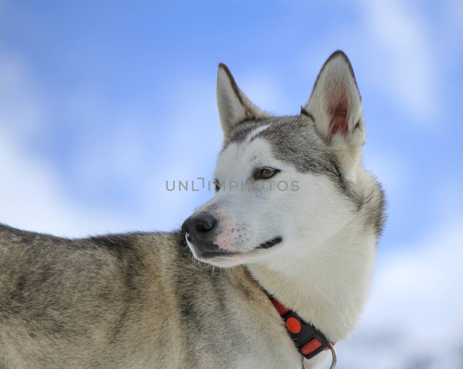 Siberian husky dog wearing black and red necklace turning head back and cloudy sky background