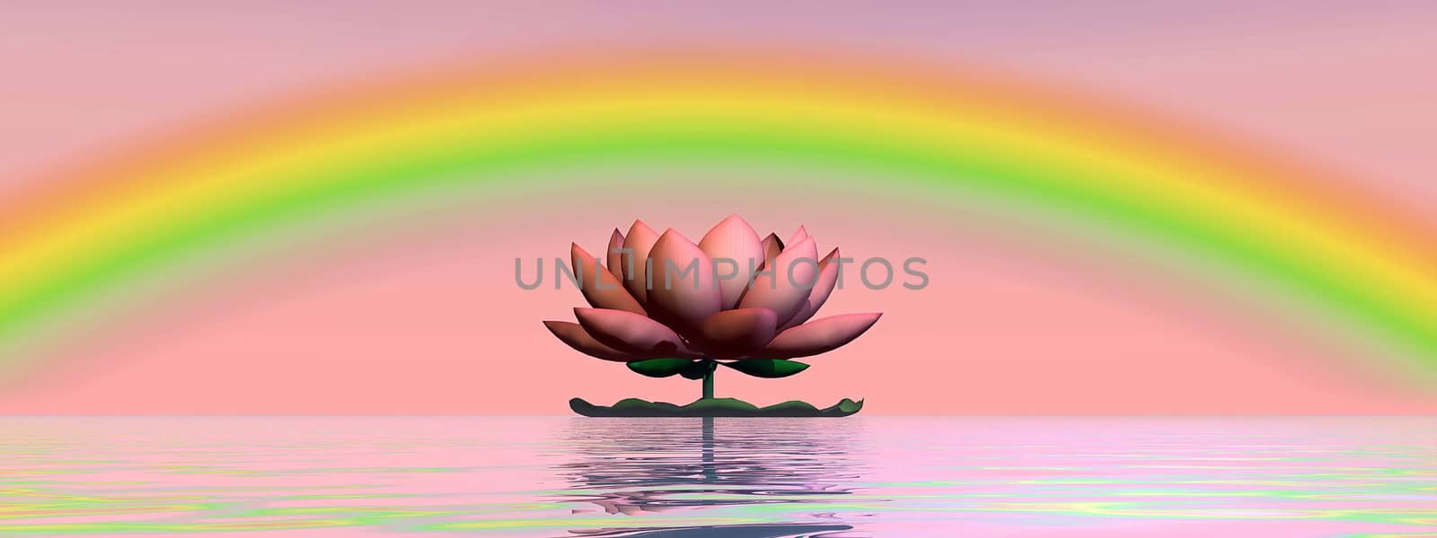 Beautiful pink lotus flower on water and under rainbow and pink sky