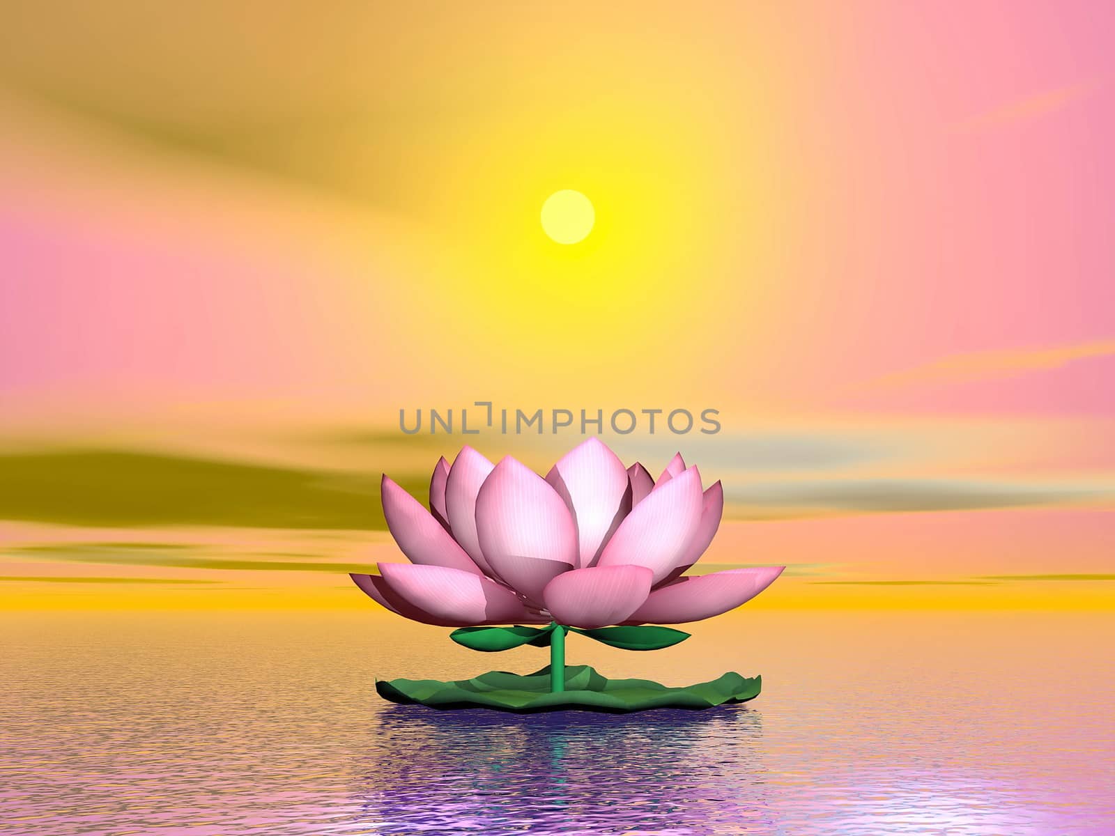 Beautiful pink lotus flower on the water by orange sunset