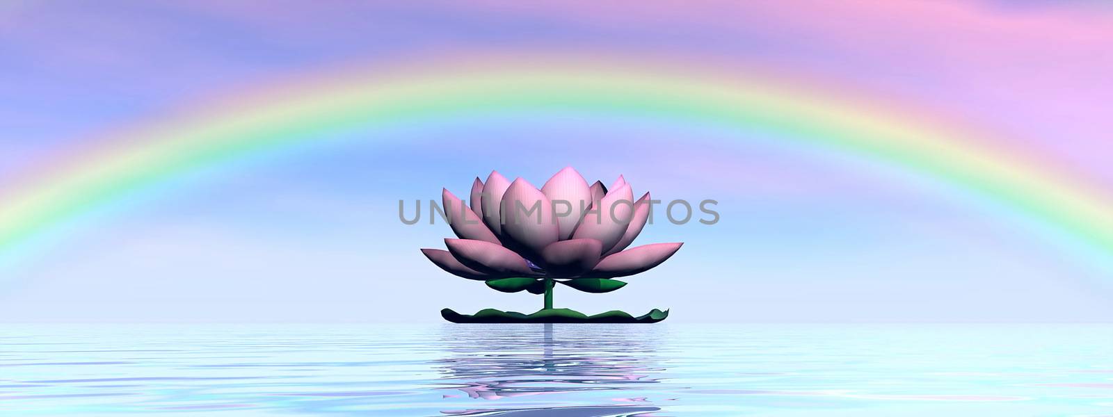 Beautiful pink lotus flower on water and under rainbow and cloudy sunset sky