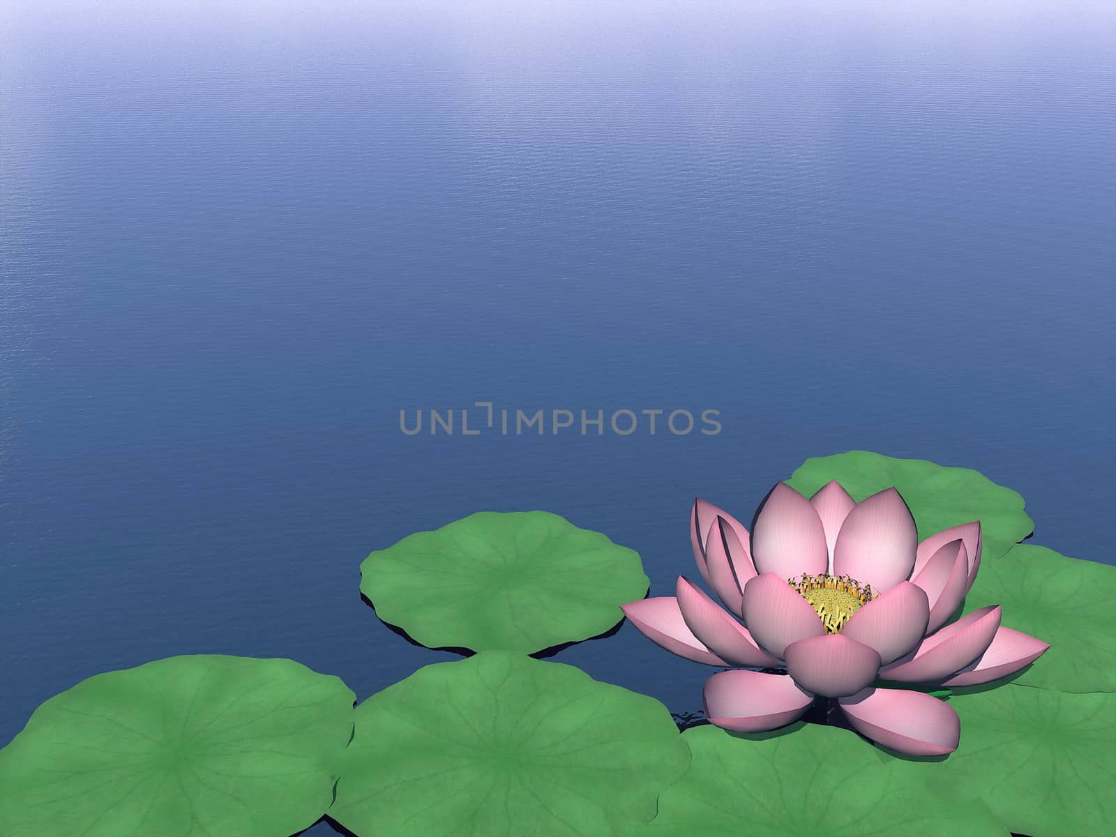 Beautiful lotus flower and green leaves on water