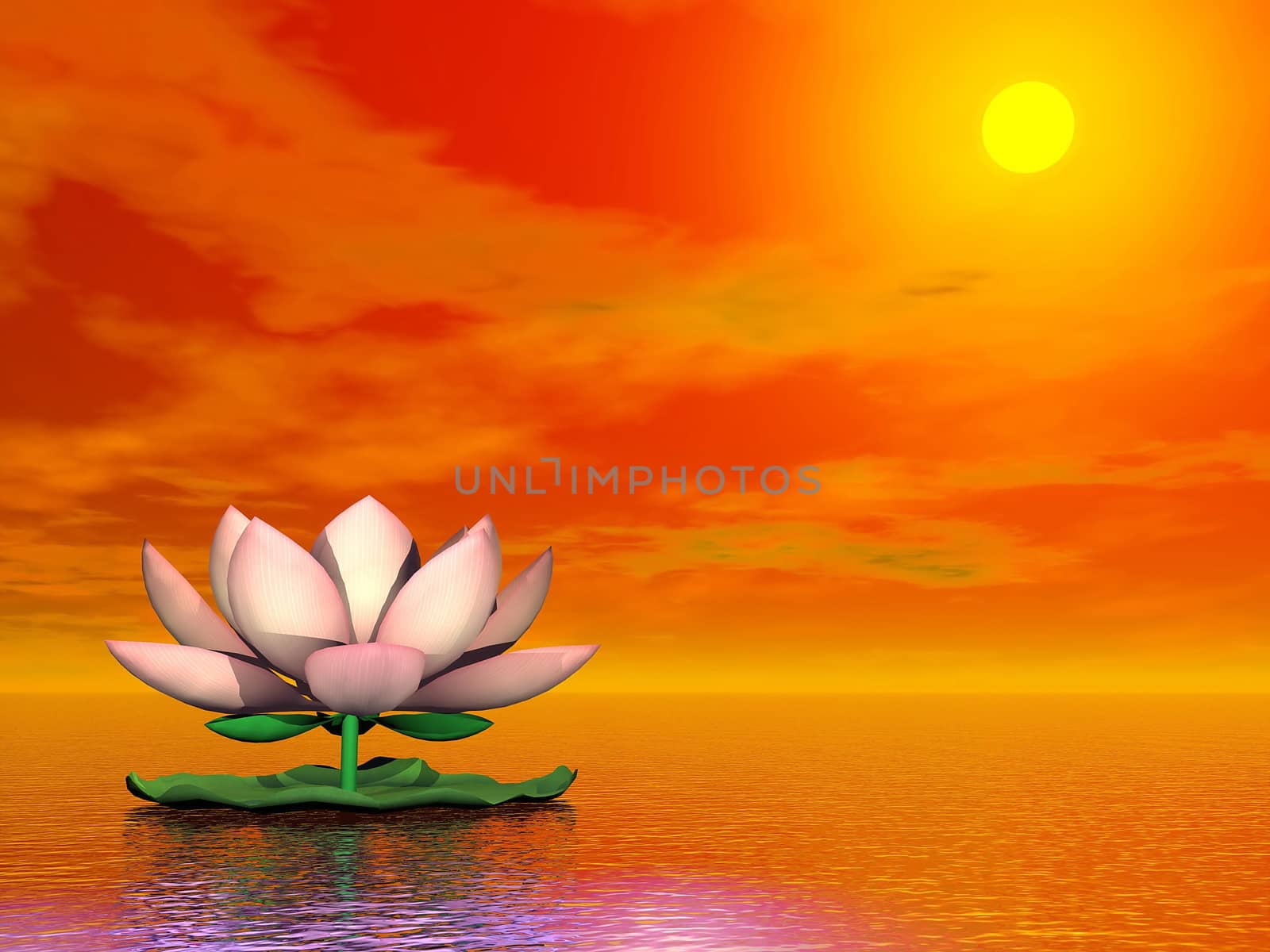 Beautiful pink lotus flower on the water by red sunset