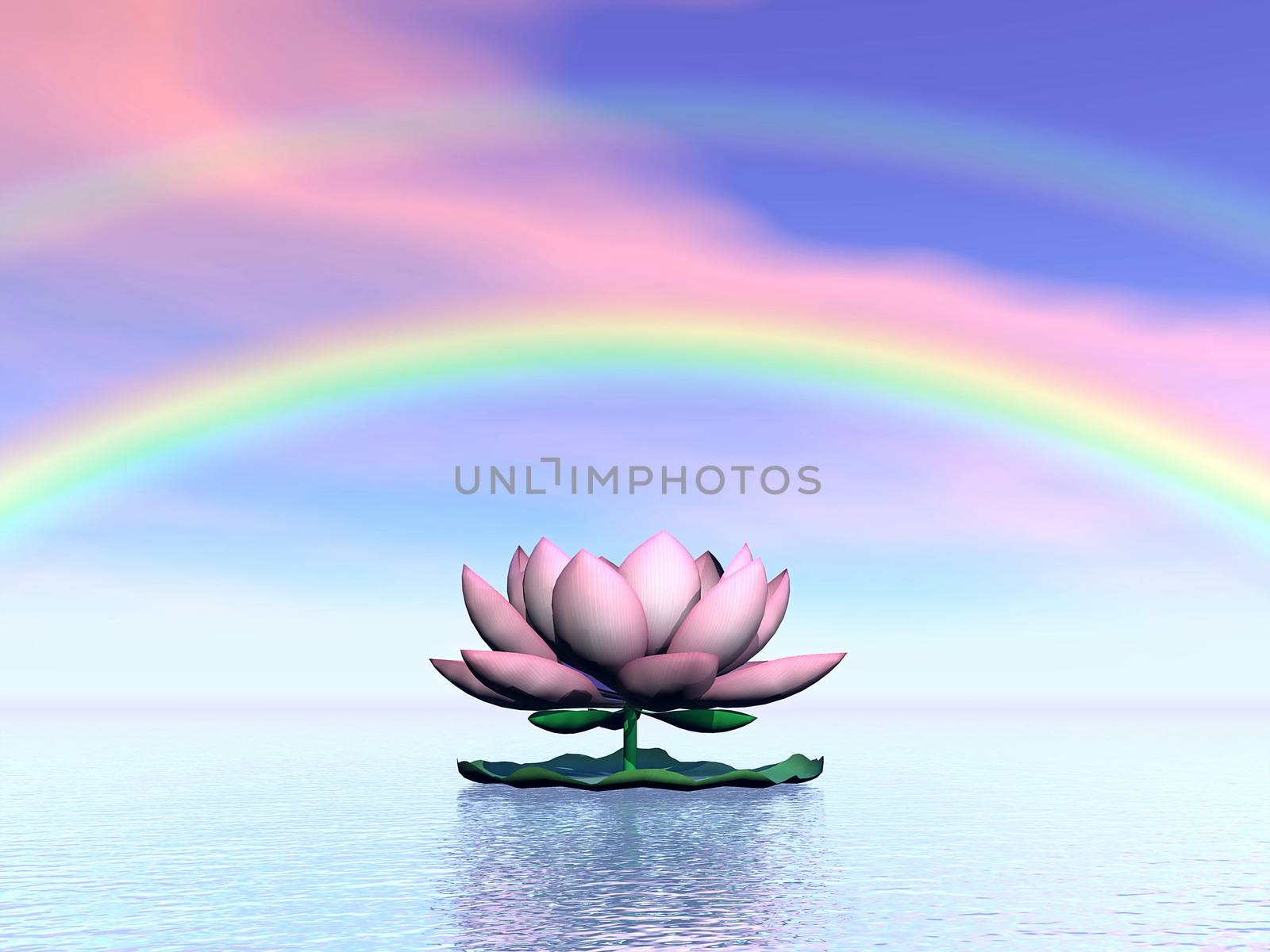 Beautiful pink lotus flower on water and under rainbow and cloudy sunset sky