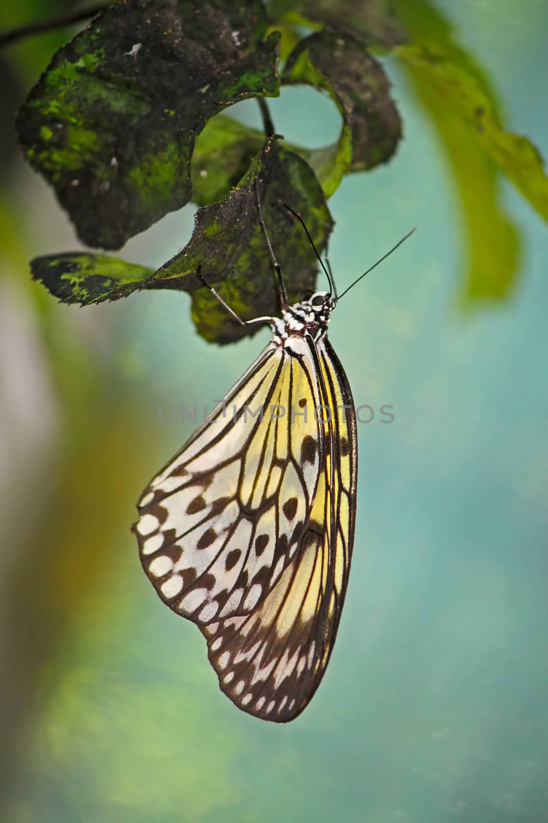 Beautiful tropical butterfly close-up, Thailand.Image with shallow depth of field.
