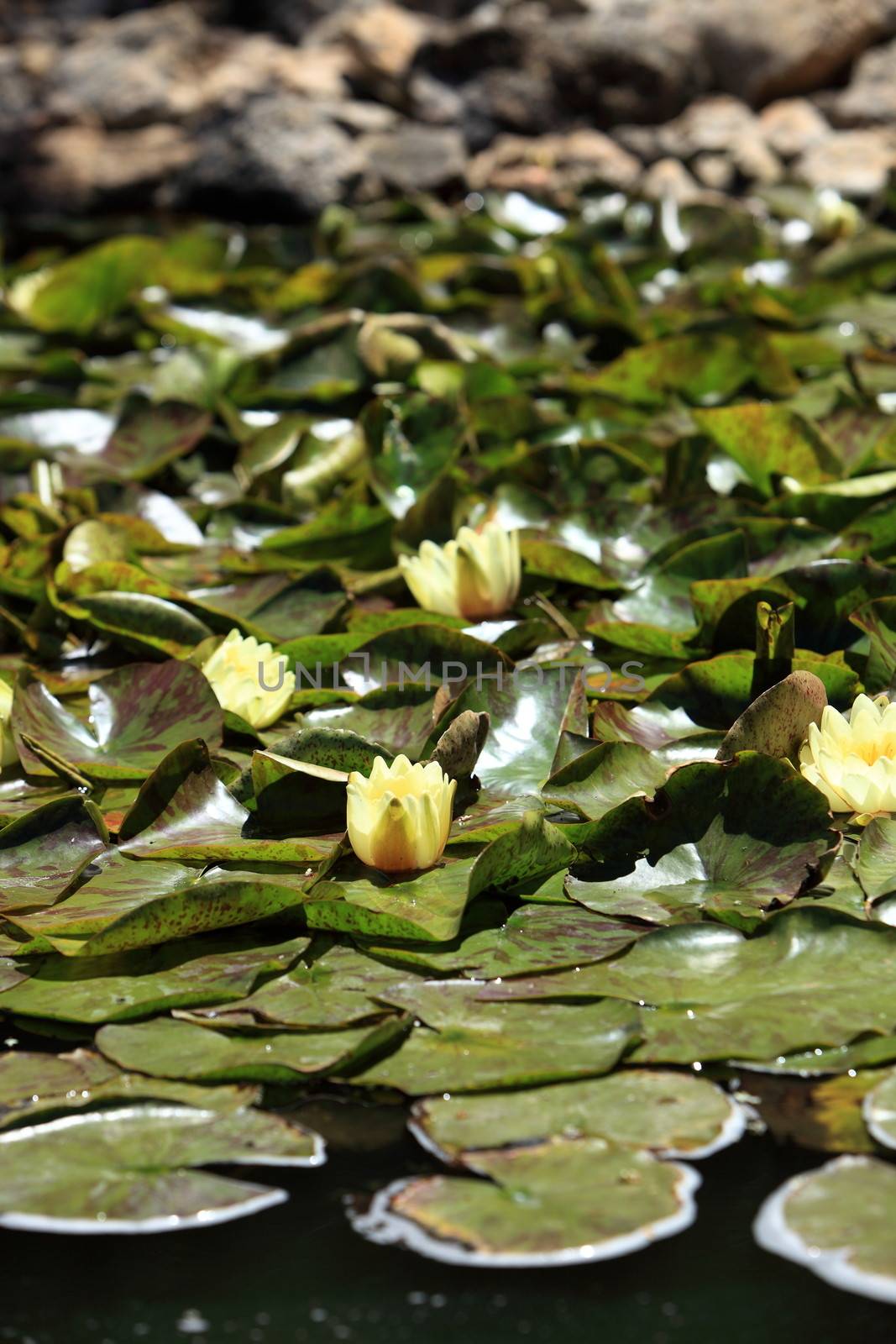 Flowering ornamental yellow water lilies with their pads, or floating leaves, in a pond
