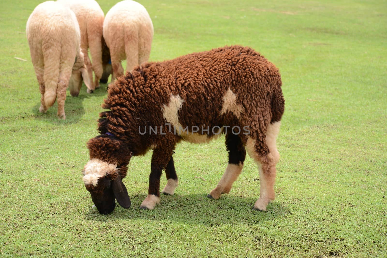 Sheep