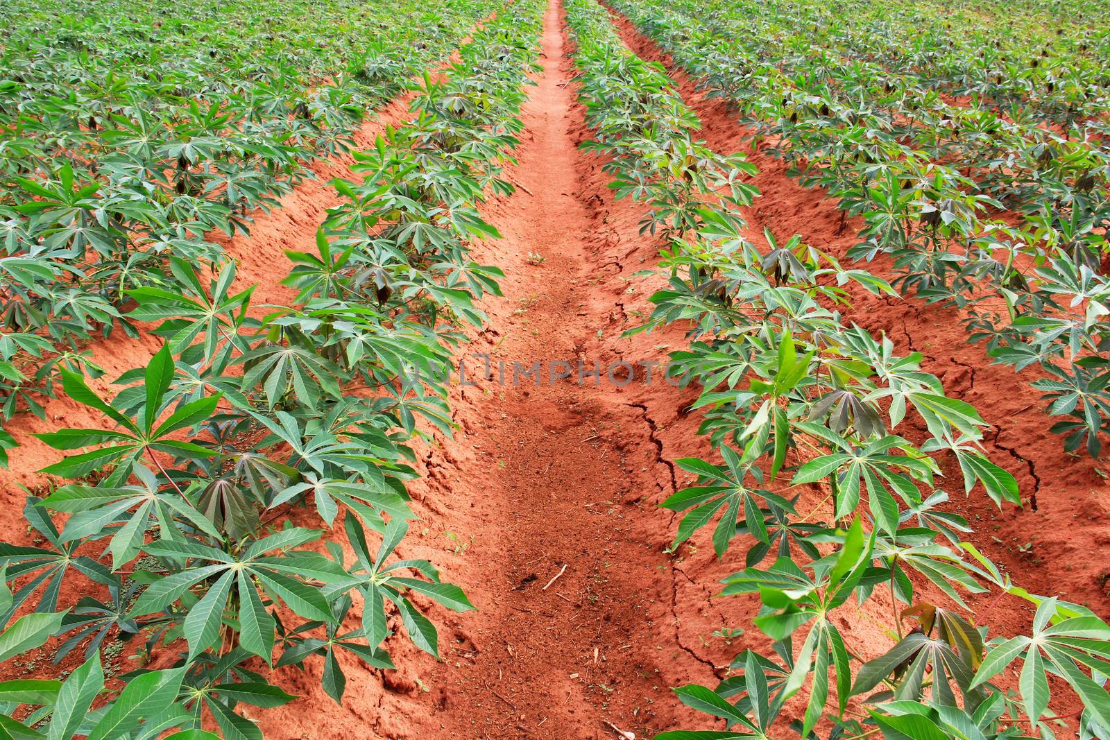 Cassava or tapioca plant field in Thailand