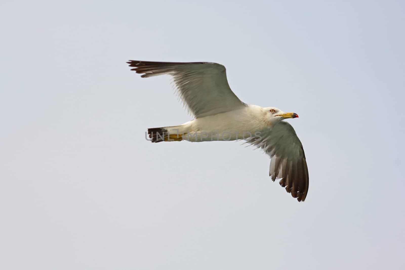Close up of flying sea gull