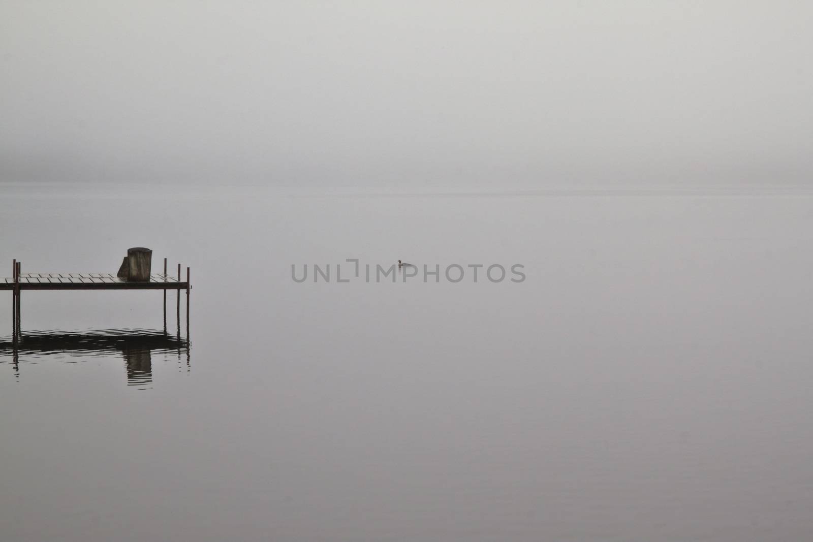 Loon on a calm foggy lake early in the morning