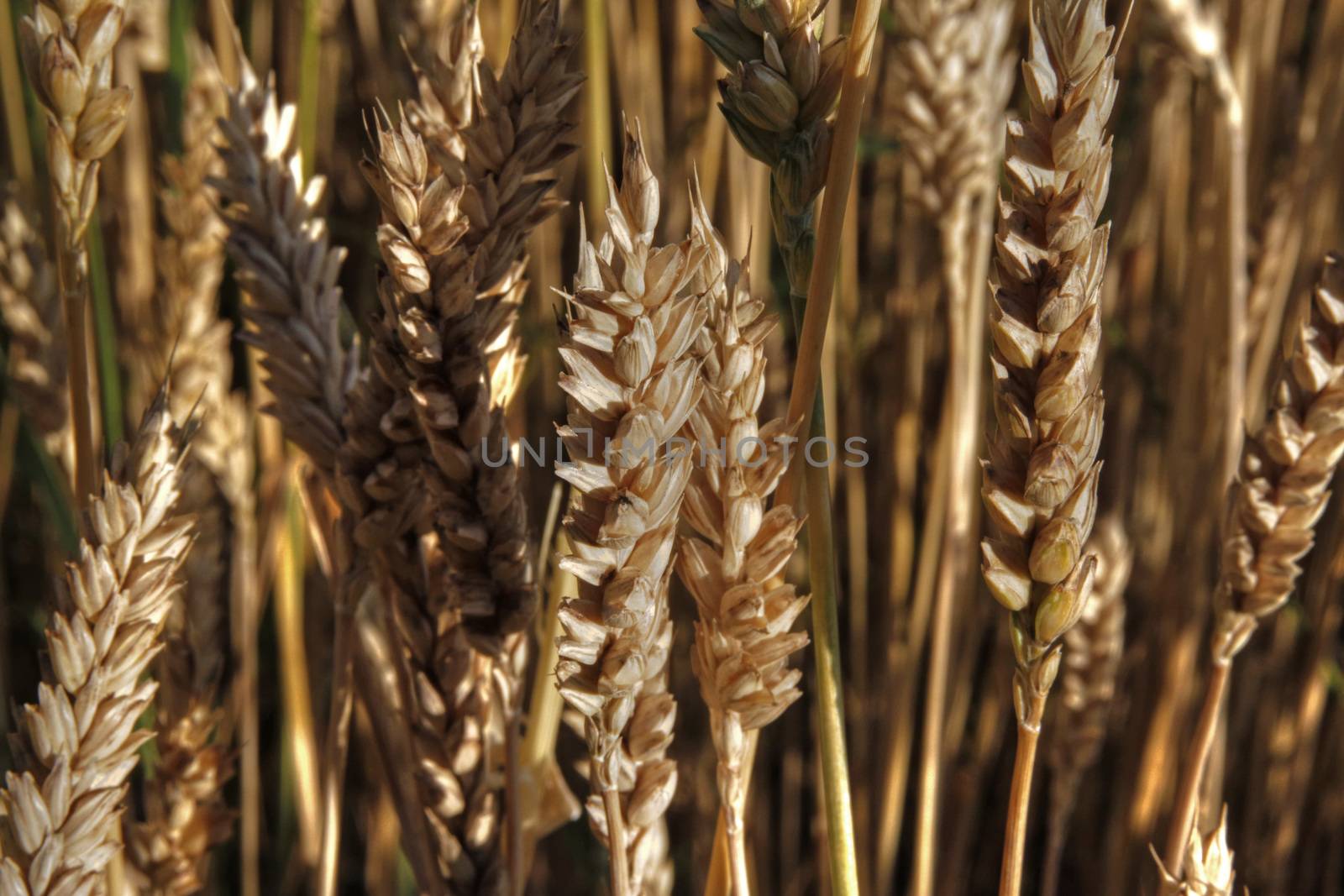 Close up of wheat stems in the country side
