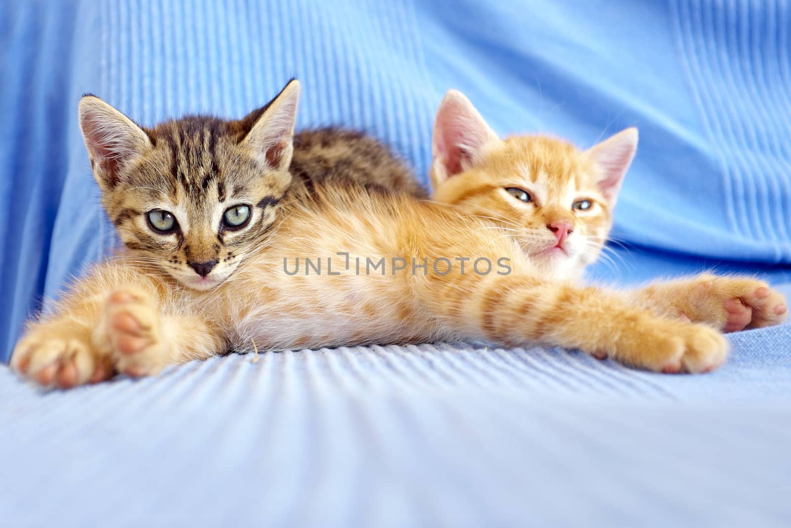 Two little kittens playing by devy