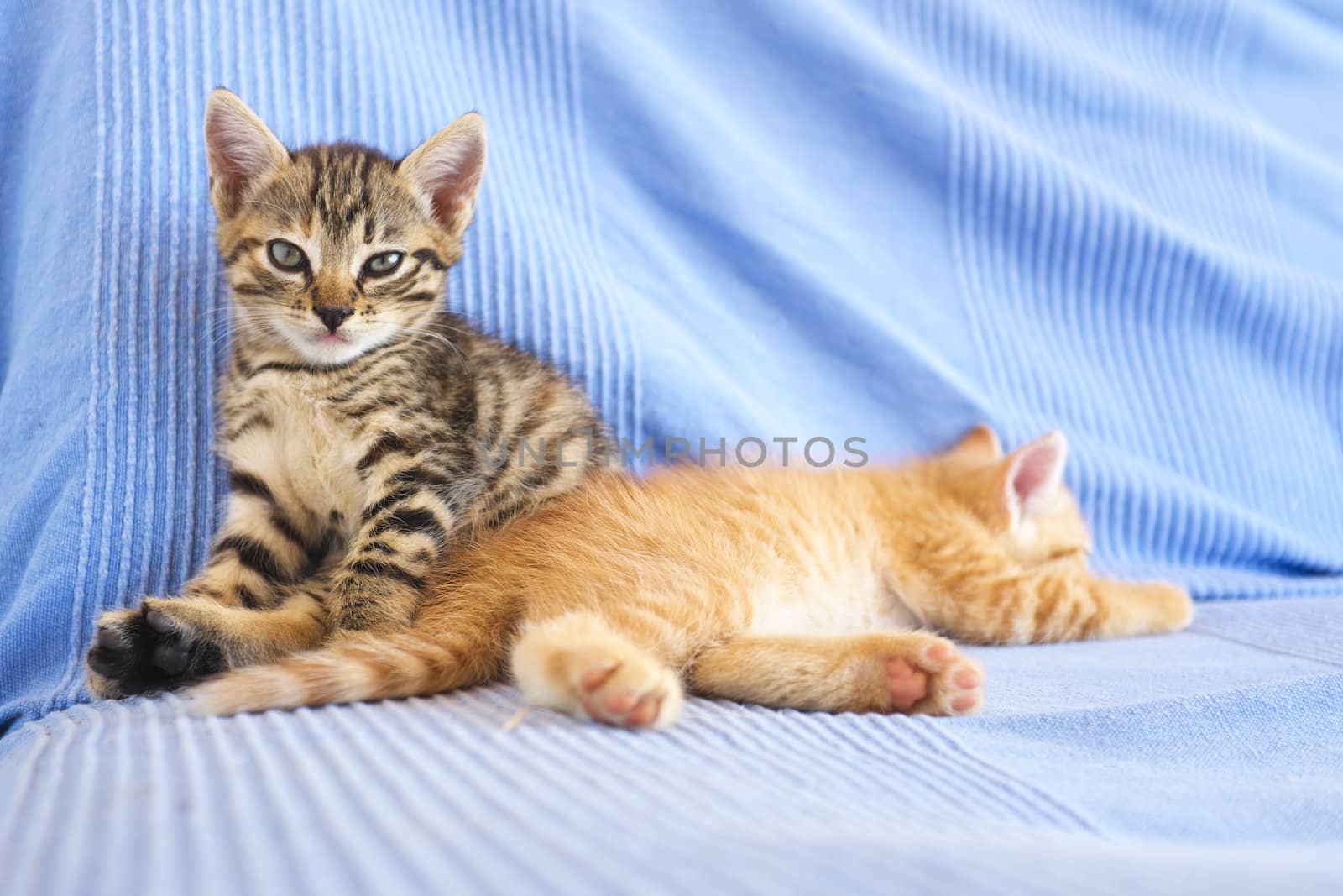 Little kittens on a couch