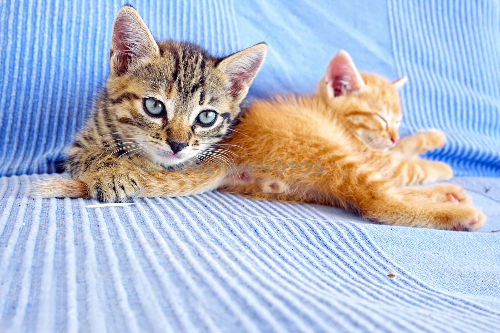 Little kittens on a couch