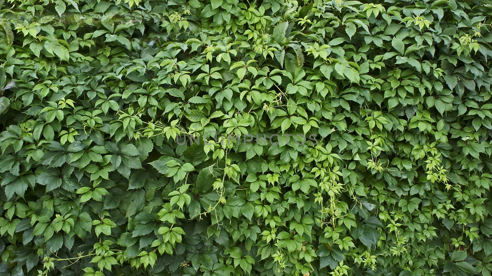 green leaf background,clambering plant                      