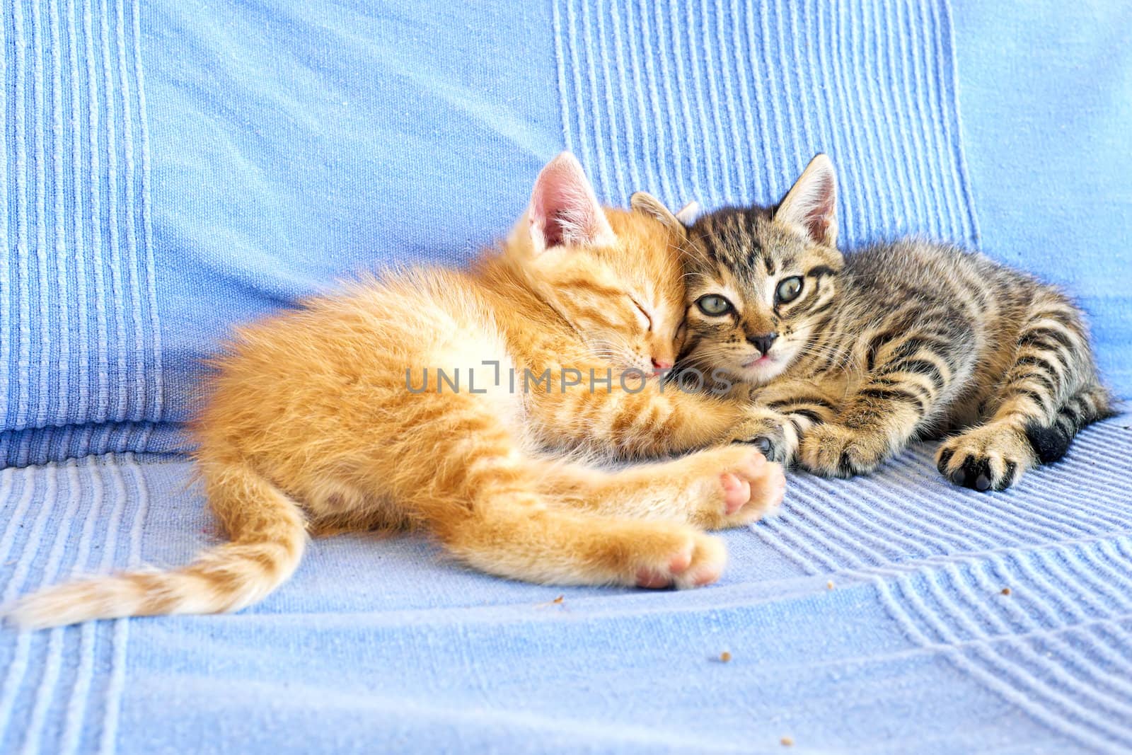 Little kittens on a couch