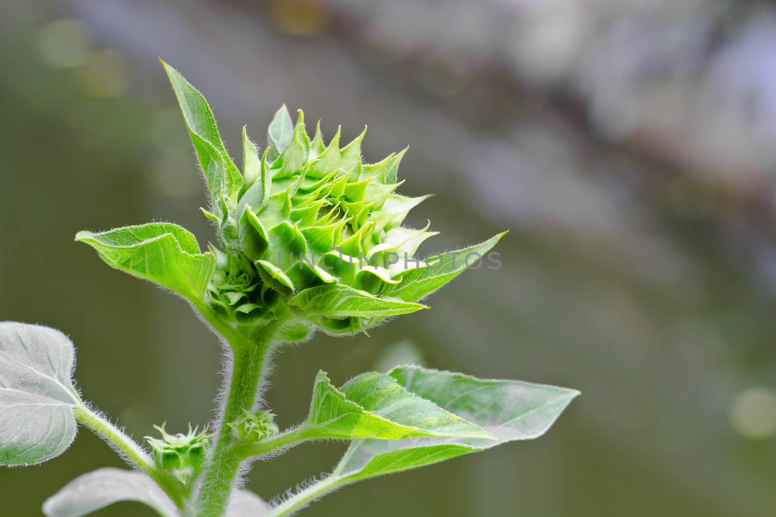 buds sunflower waiting for booming