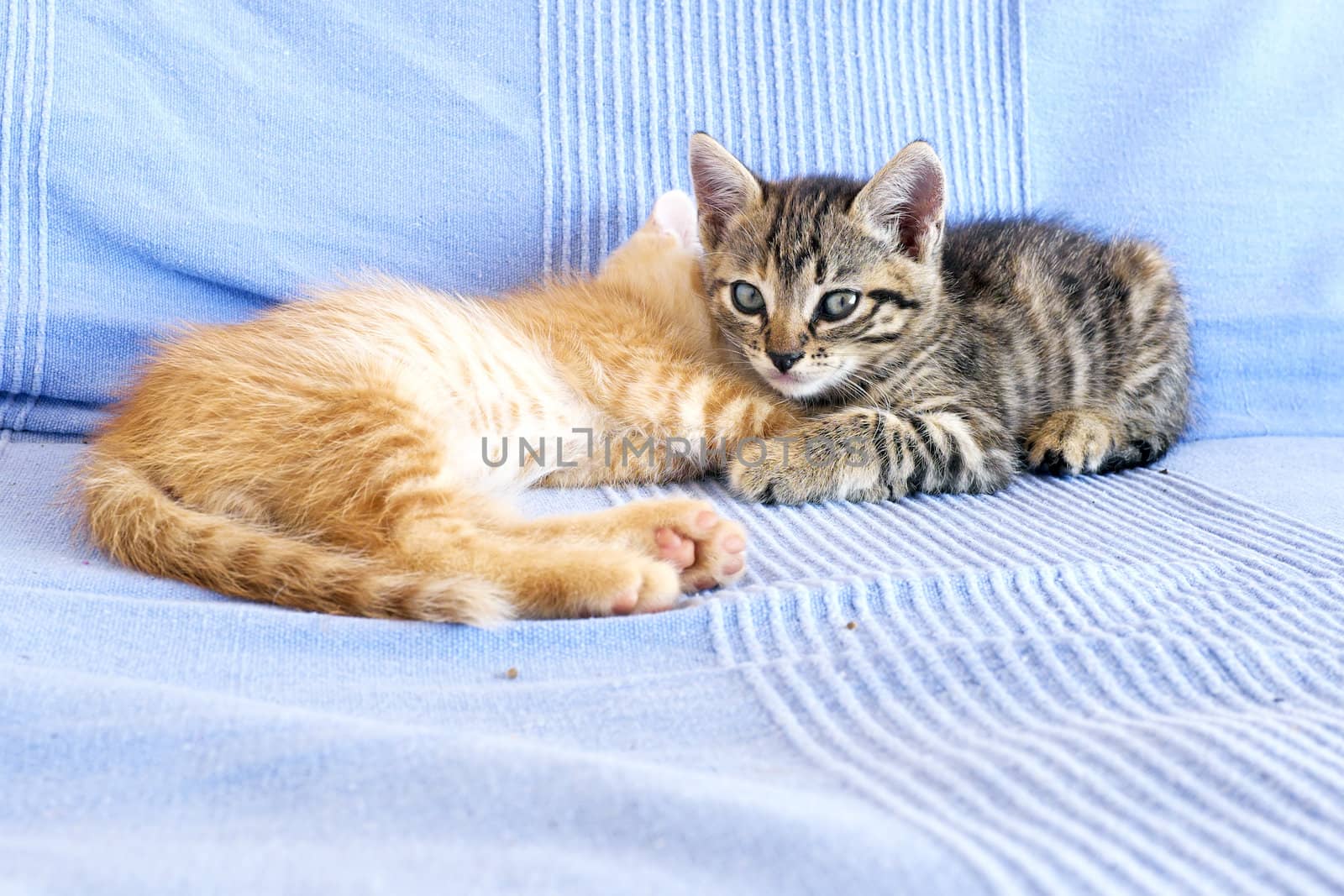 Little kittens on a couch by devy