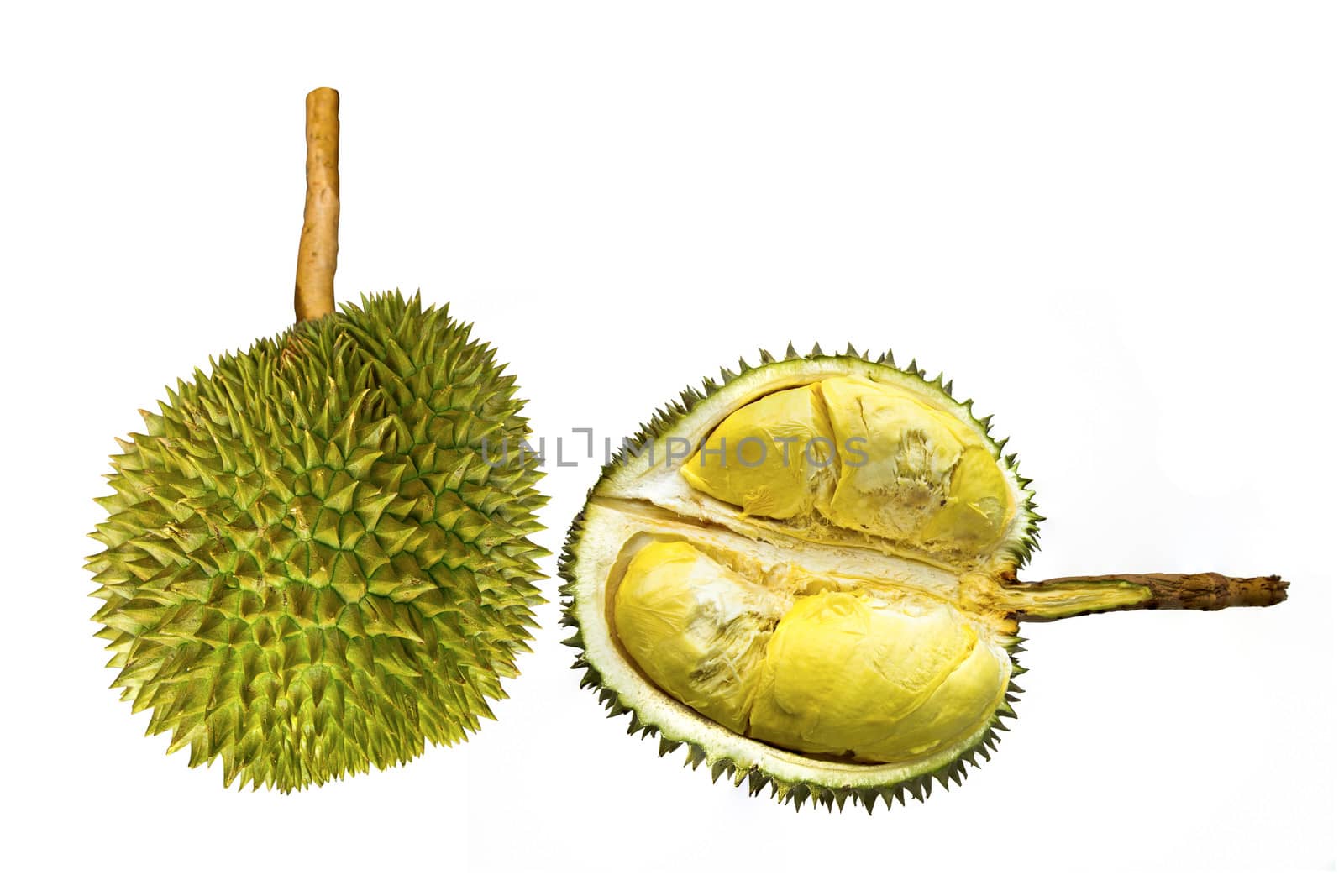 long stem, king of durian sweet and delicious