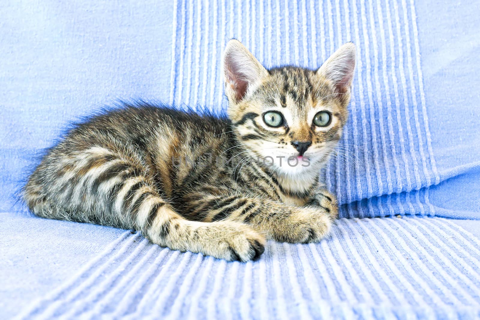 Cute little kitten on a couch