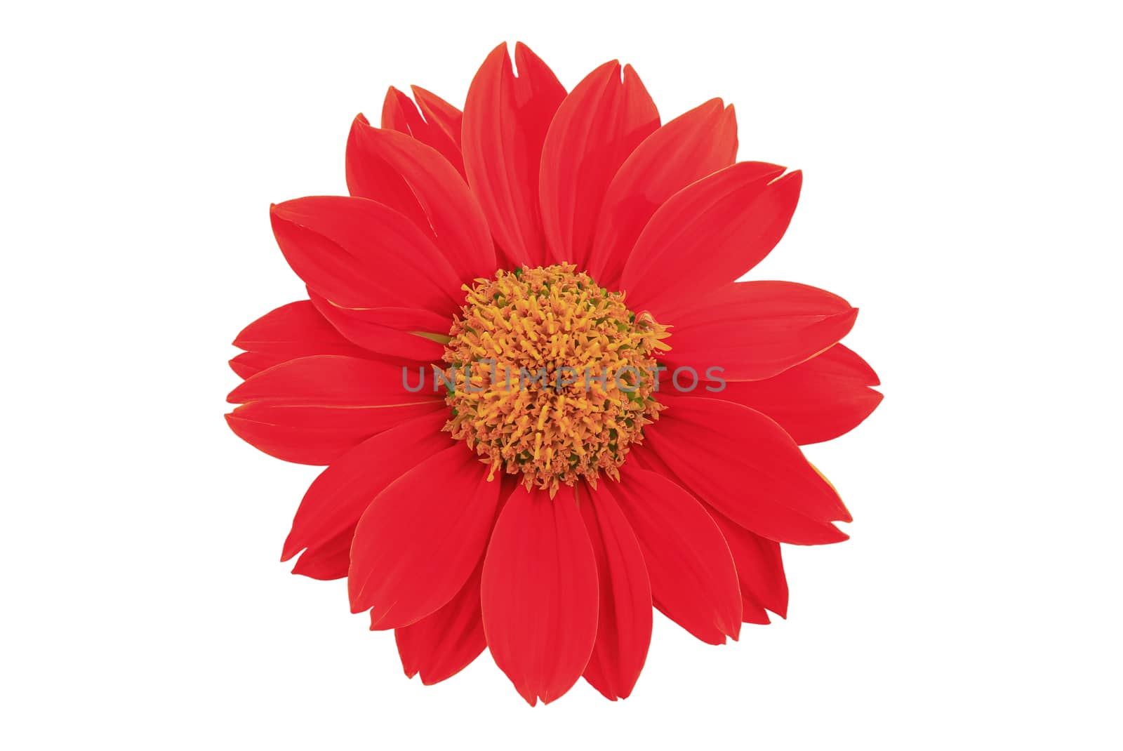 red flower isolated on white background