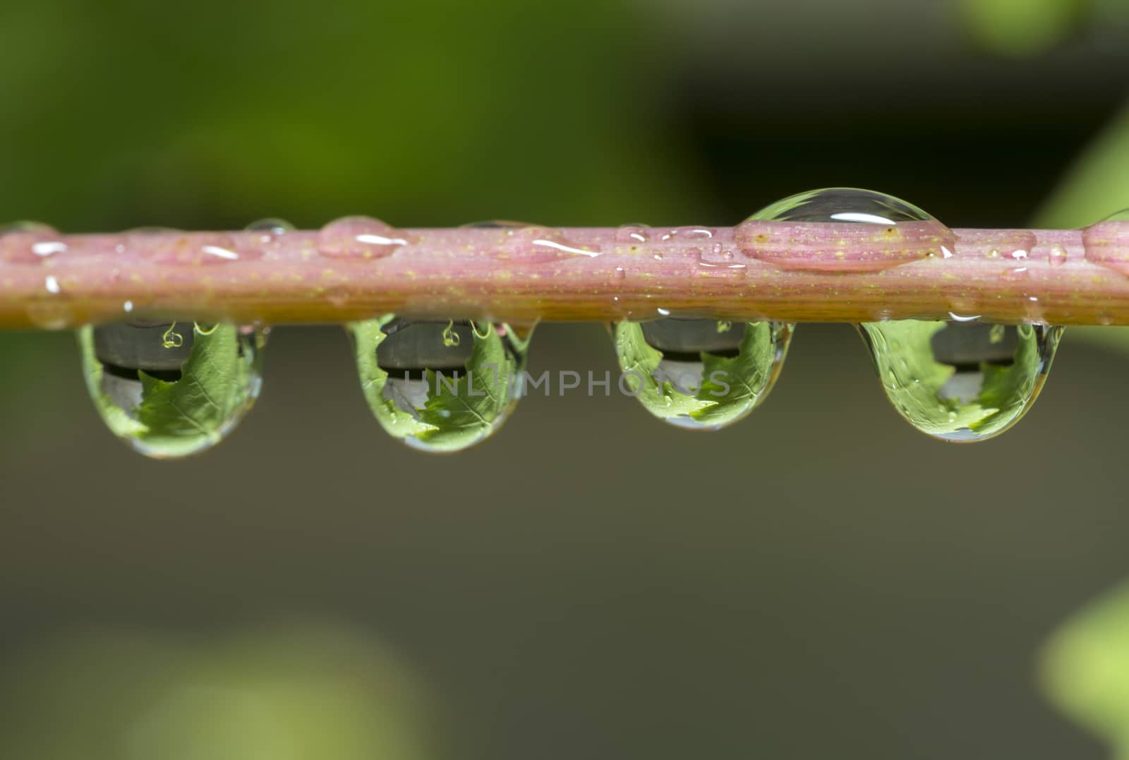 oak leaves catched in waterdrops by compuinfoto
