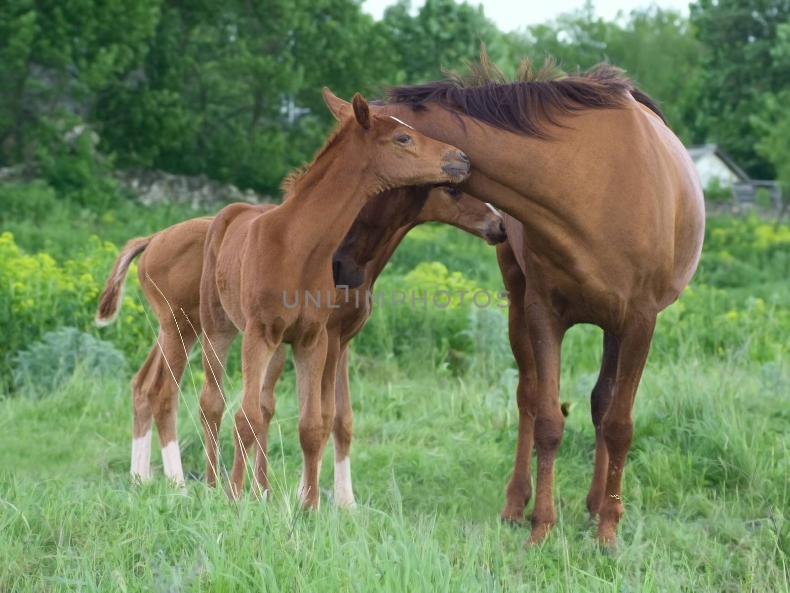 landscape with  horses: mare and her foal on green grass