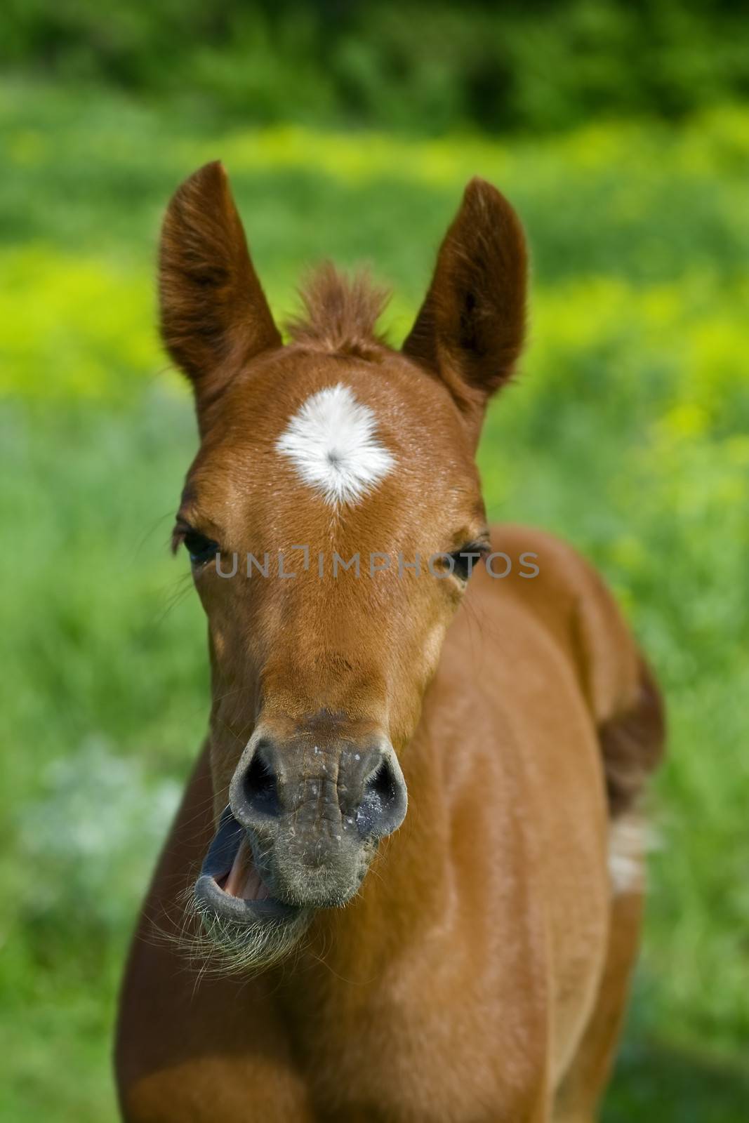 Horse with a sense of humor.  by foryouinf